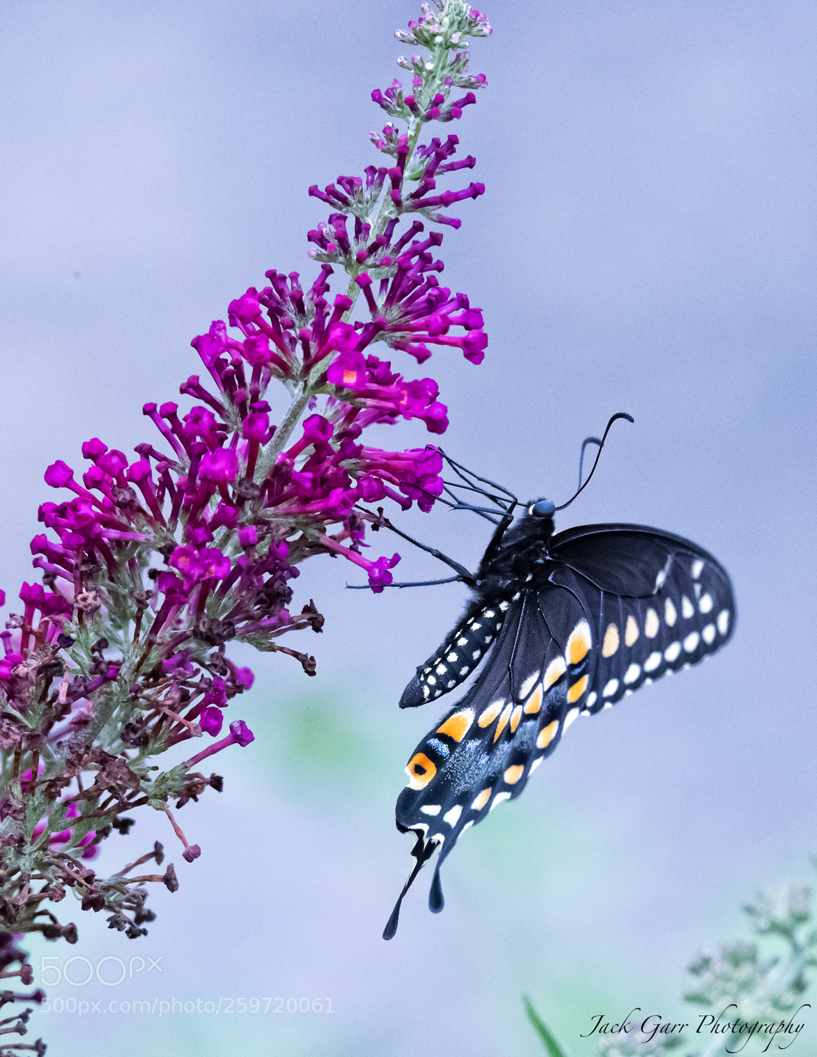Canon EOS-1D X Mark II sample photo. Black swallowtail feeding photography