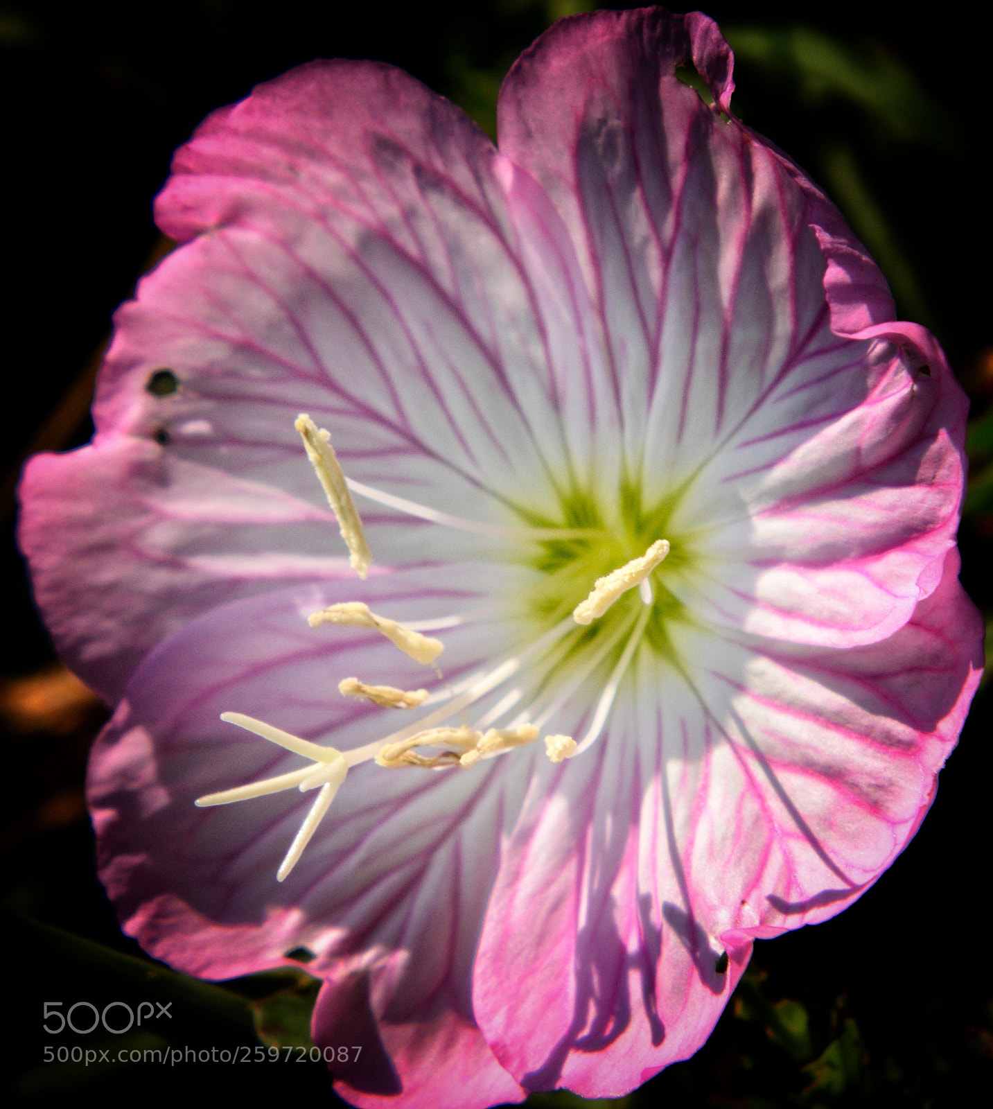 Nikon D5100 sample photo. Purple flower photography