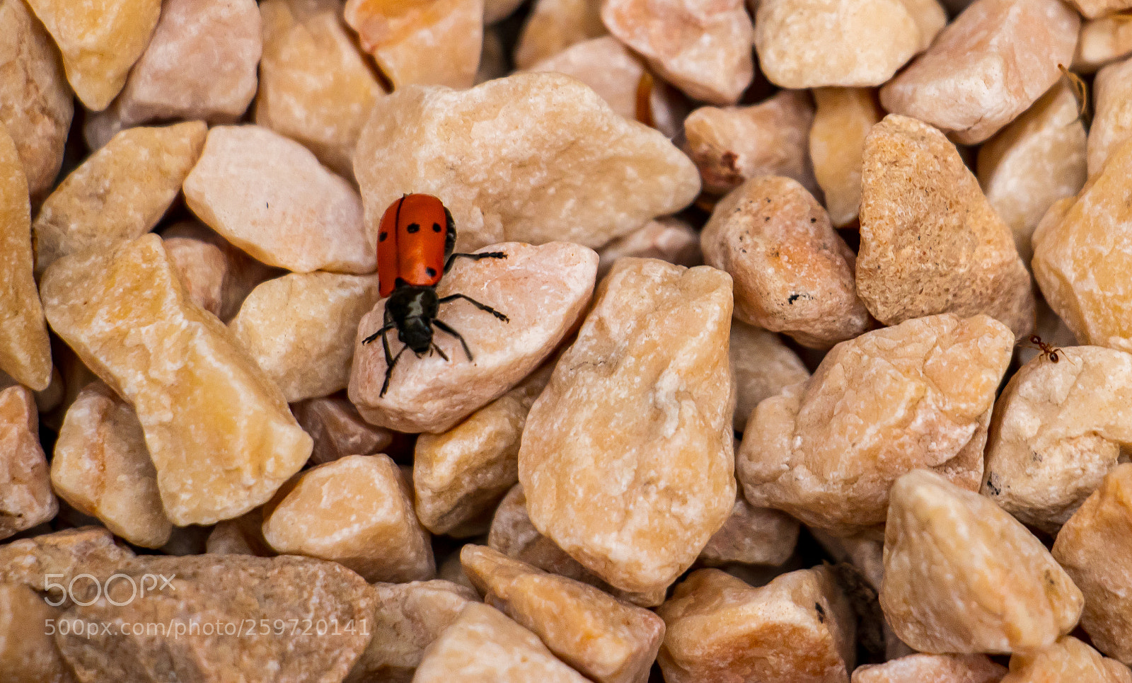 Canon EOS 80D sample photo. The bug and the photography