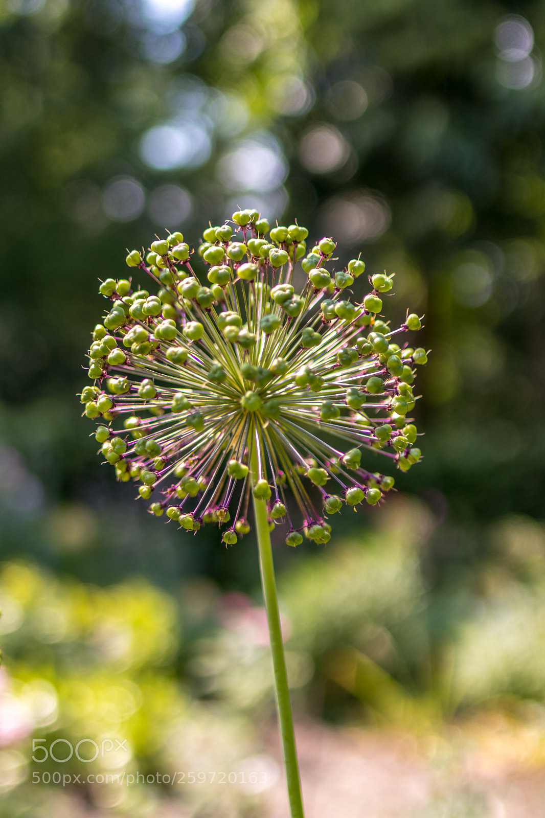 Canon EOS 77D (EOS 9000D / EOS 770D) sample photo. Growing photography