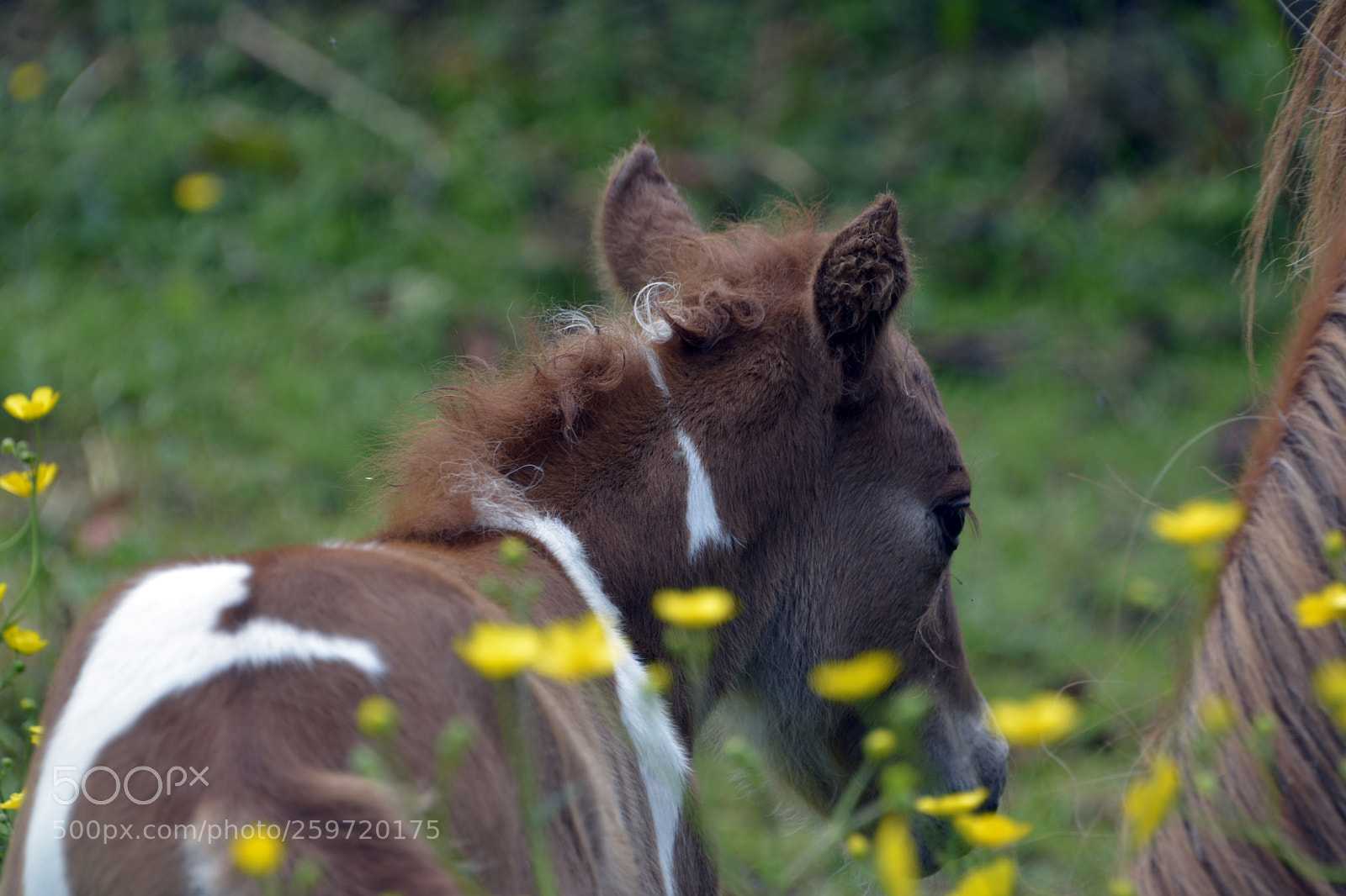 Nikon D7100 sample photo. Miniature foal photography