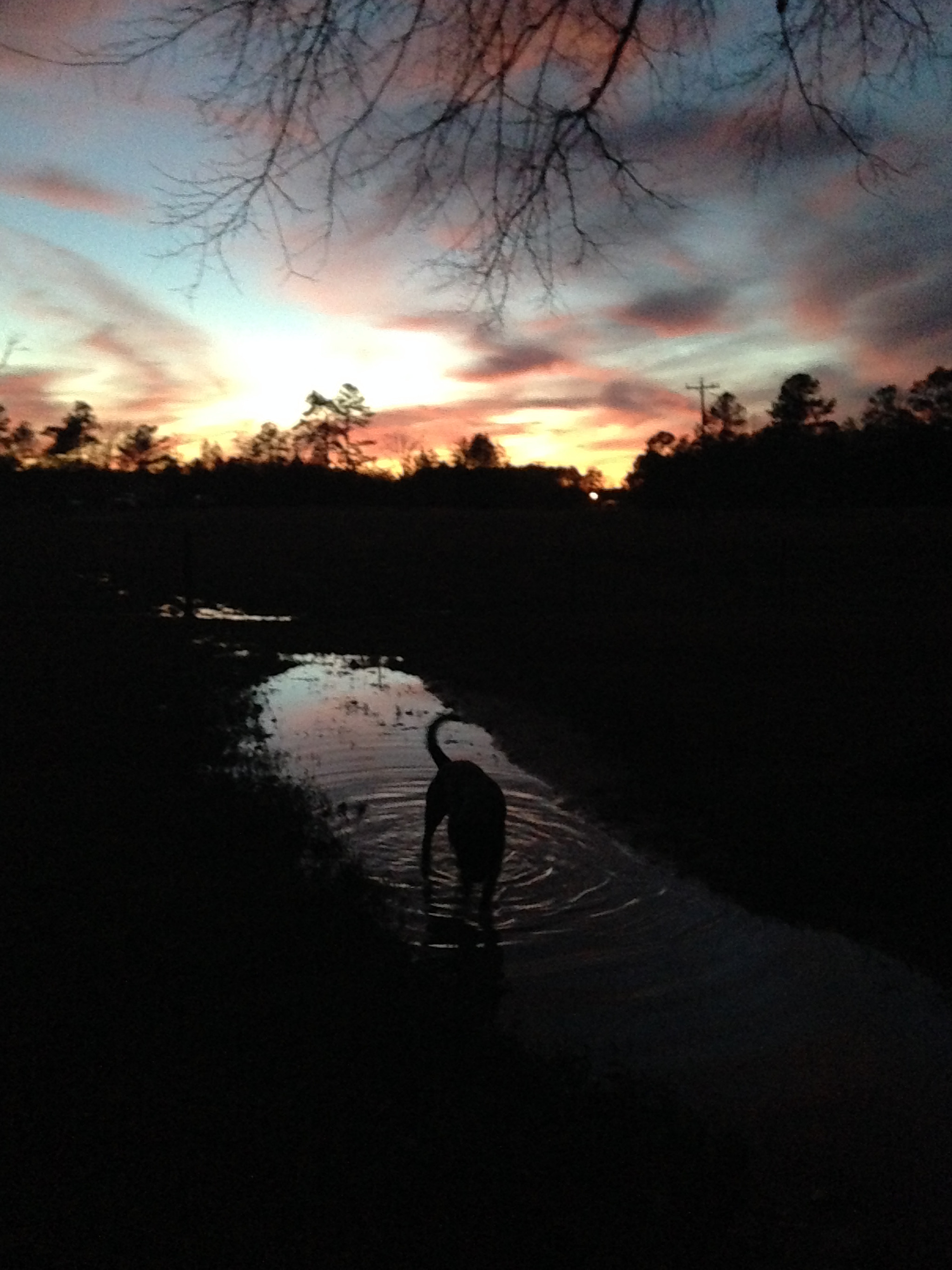 Apple iPhone 5c sample photo. Zander at sunset photography