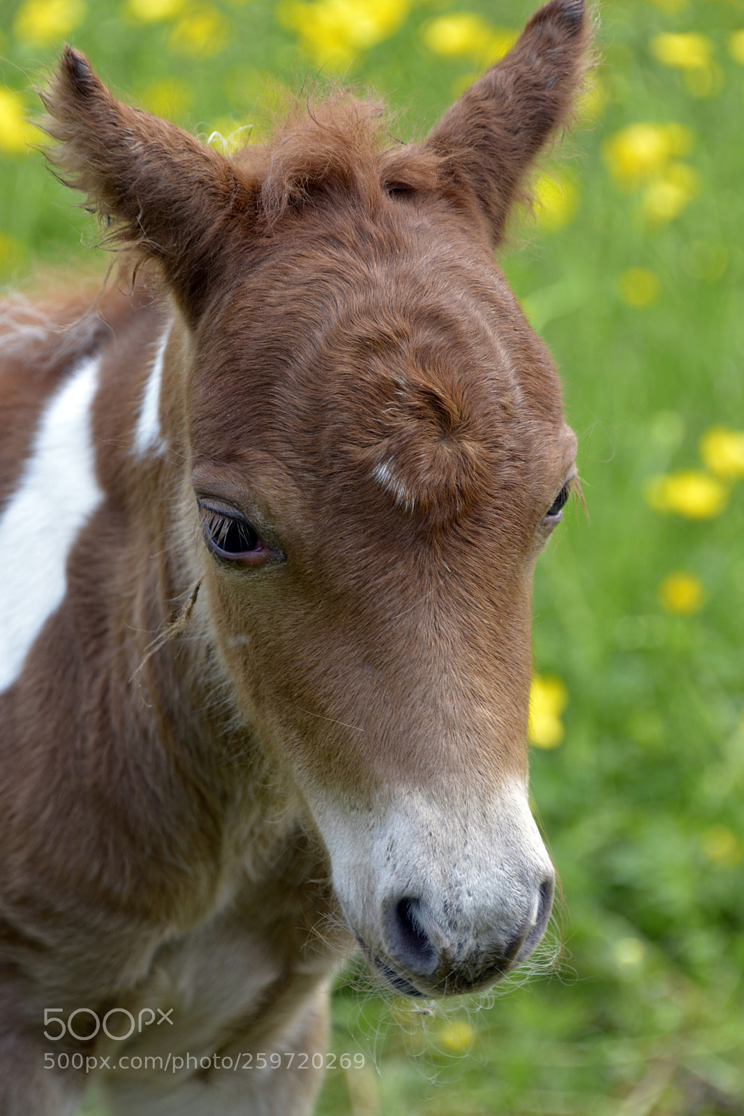 Nikon D7100 sample photo. Miniature foal photography