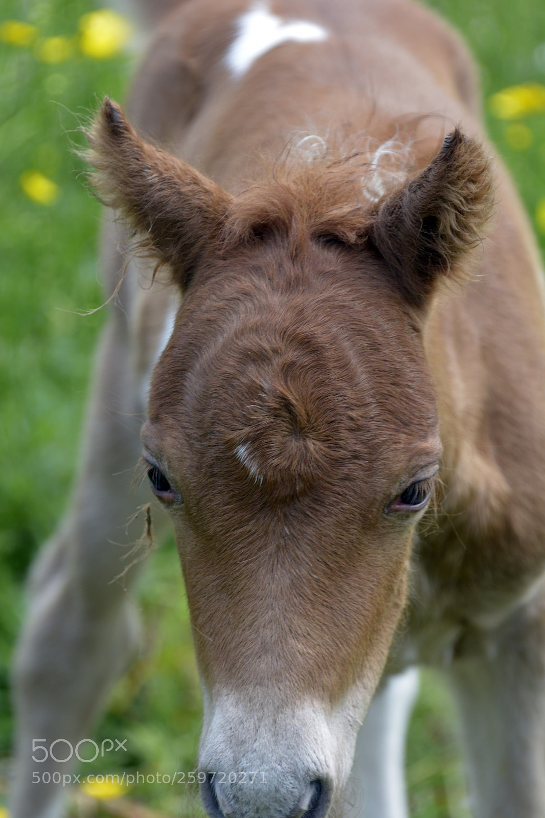 Nikon D7100 sample photo. Miniature foal photography