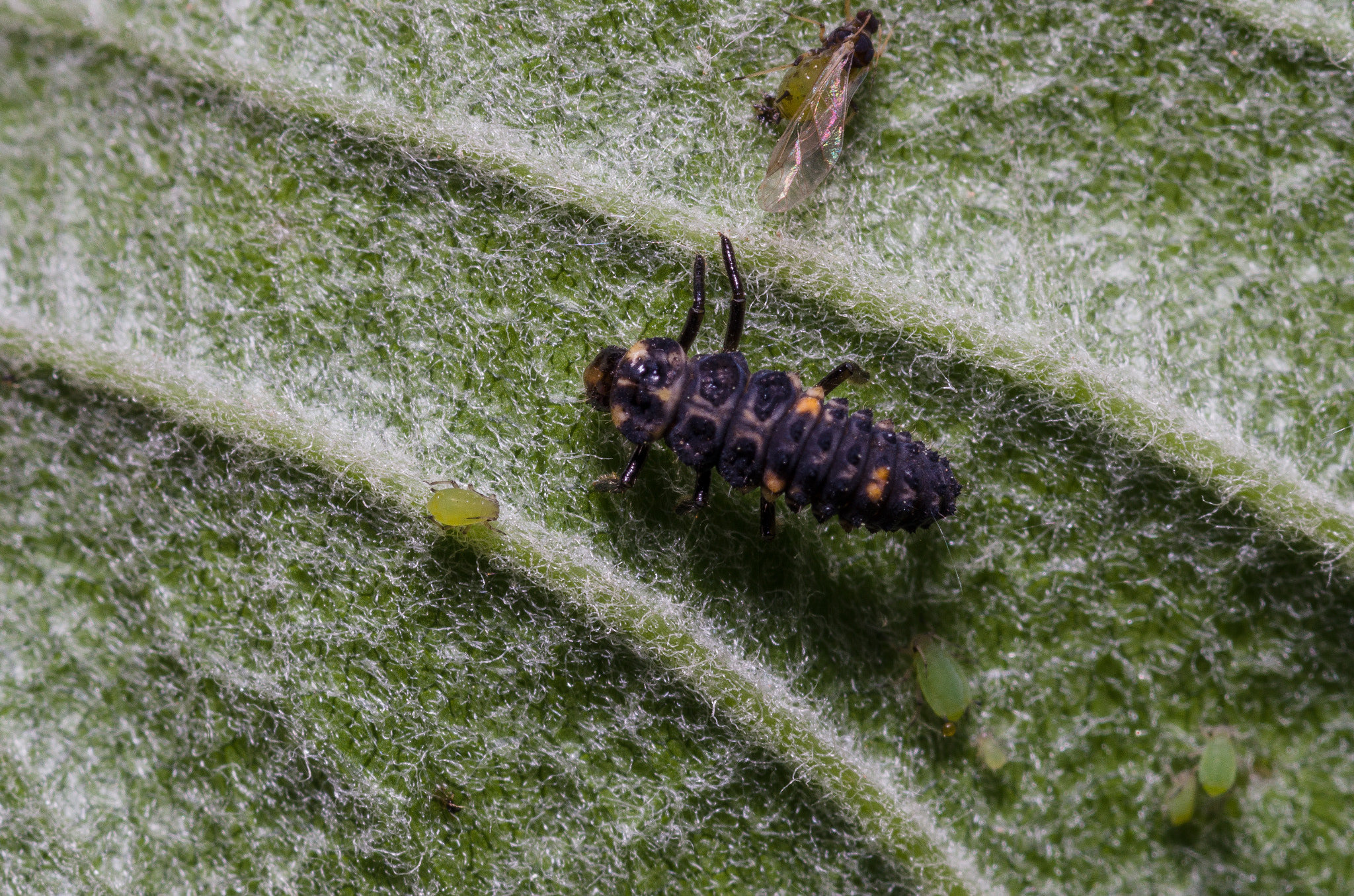 Pentax K-5 IIs sample photo. Ladybug larva photography