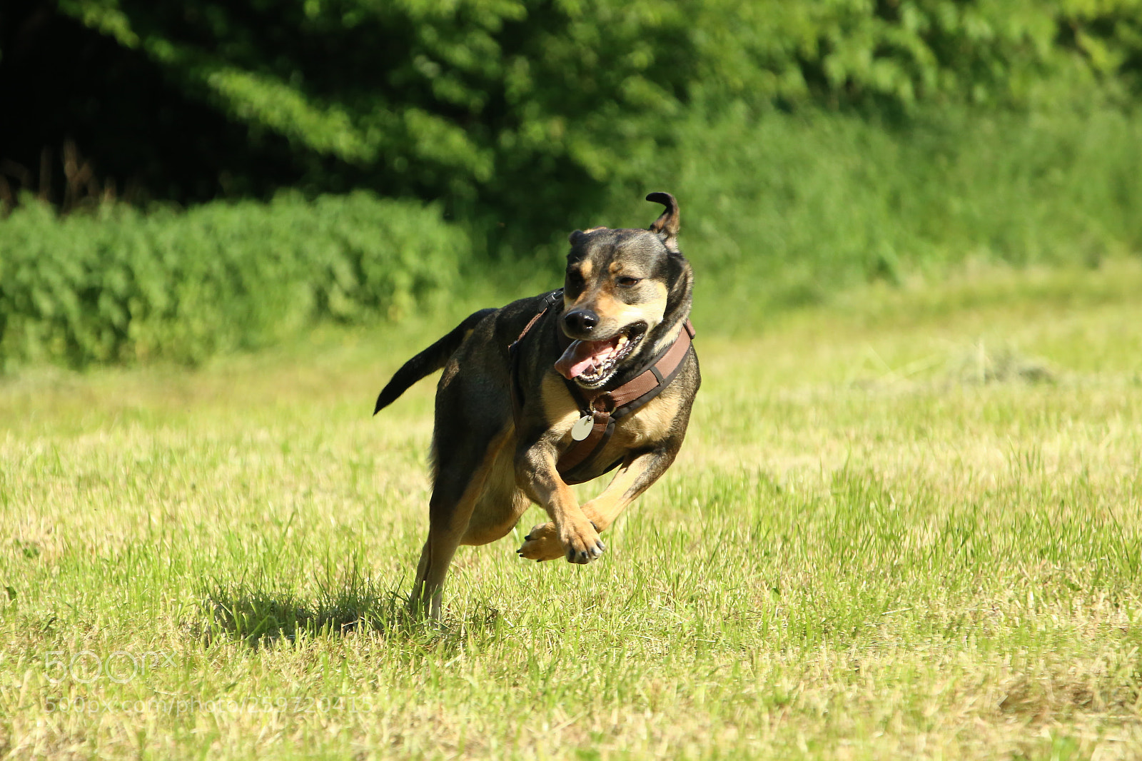 Canon EF 70-300 F4-5.6 IS II USM sample photo. The fun of speed photography