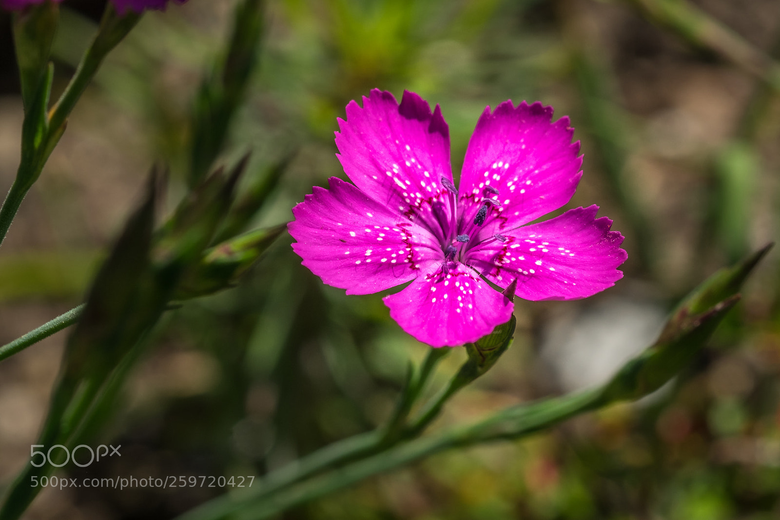 Fujifilm X-T1 sample photo. Heide nelke (dianthus deltoides) photography