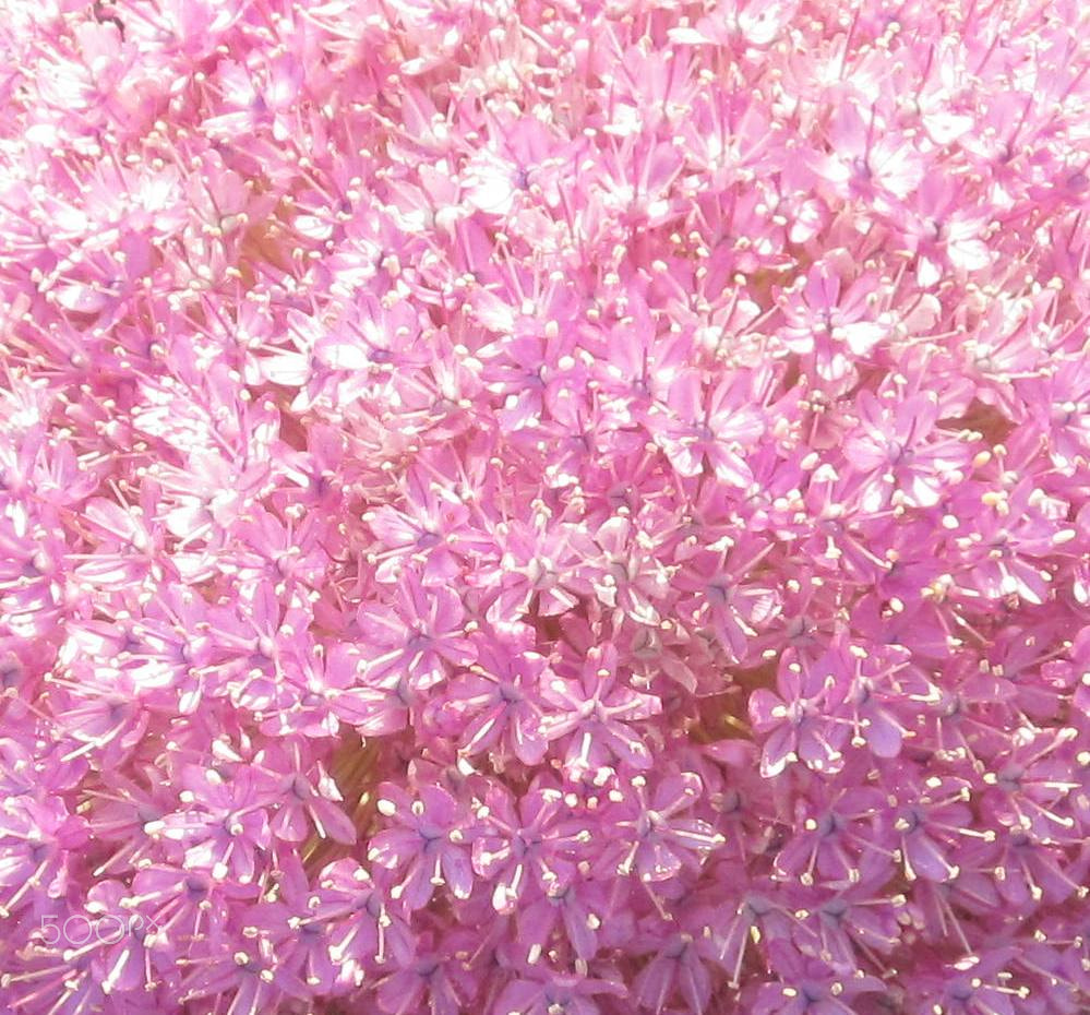 Canon PowerShot SD1400 IS (IXUS 130 / IXY 400F) sample photo. Pink allium photography