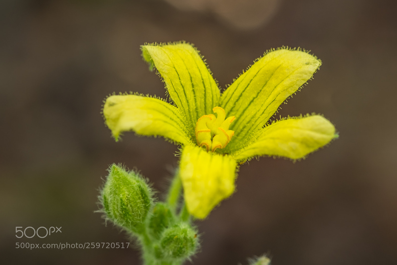 Fujifilm X-T1 sample photo. Spritzgurke (ecballium elaterium) photography