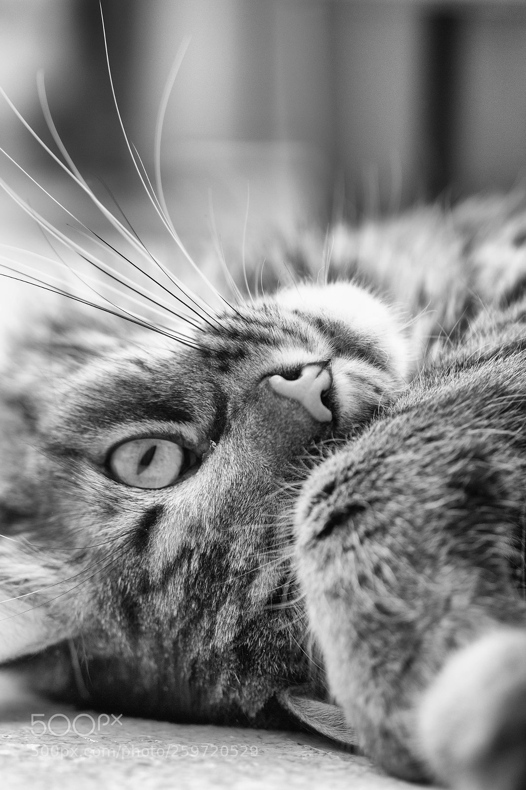 Canon EOS 60D sample photo. Kuschel photography