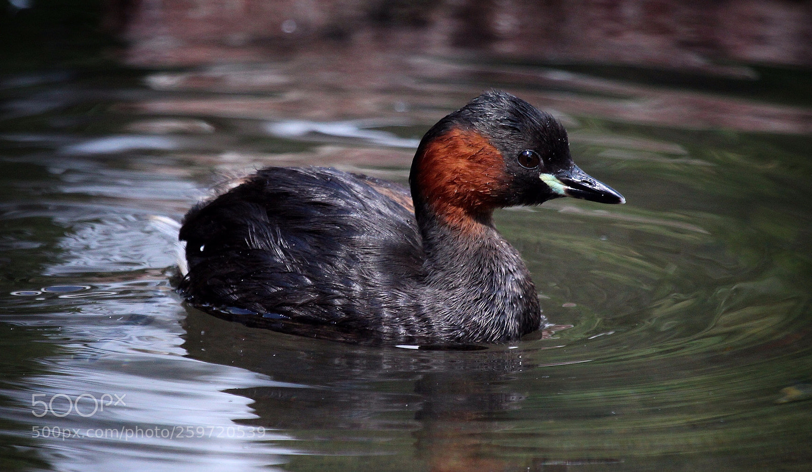 Canon EOS 600D (Rebel EOS T3i / EOS Kiss X5) sample photo. Common grebe (tachybaptus ruficollis) photography