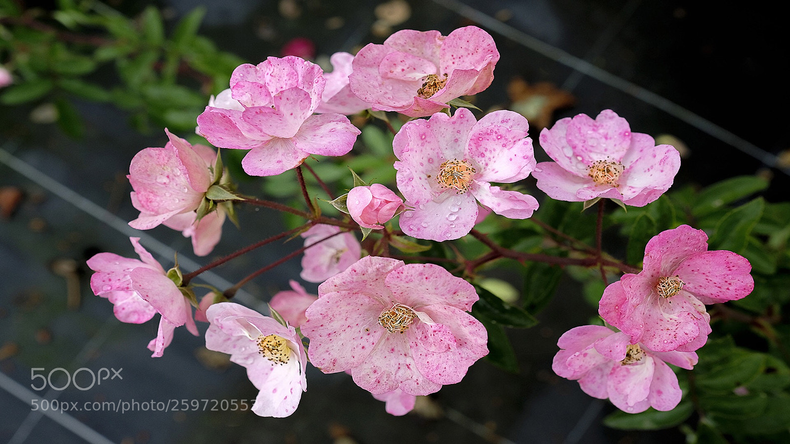 Fujifilm X-Pro2 sample photo. Nice colour photography
