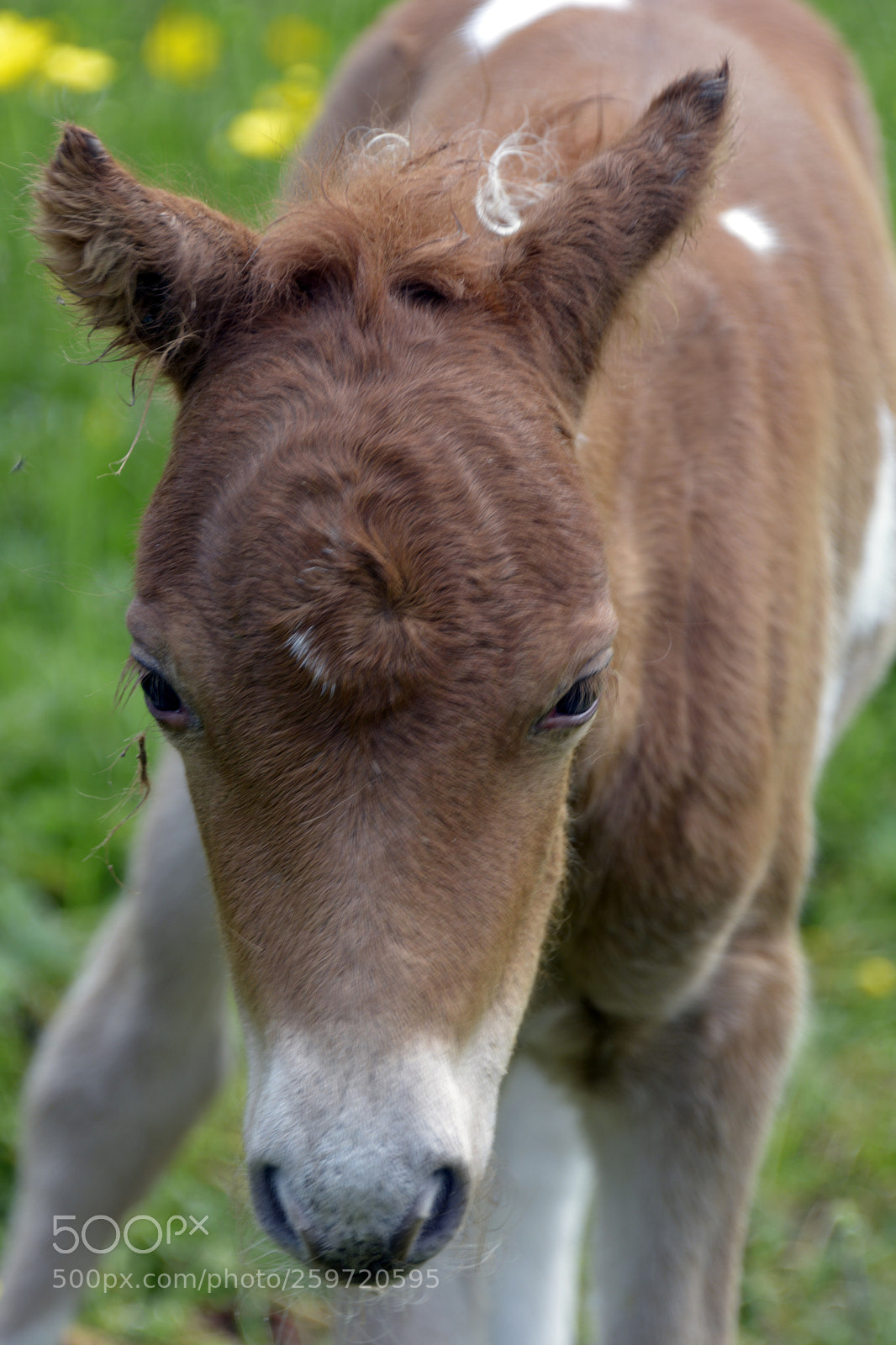 Nikon D7100 sample photo. Miniature foal photography