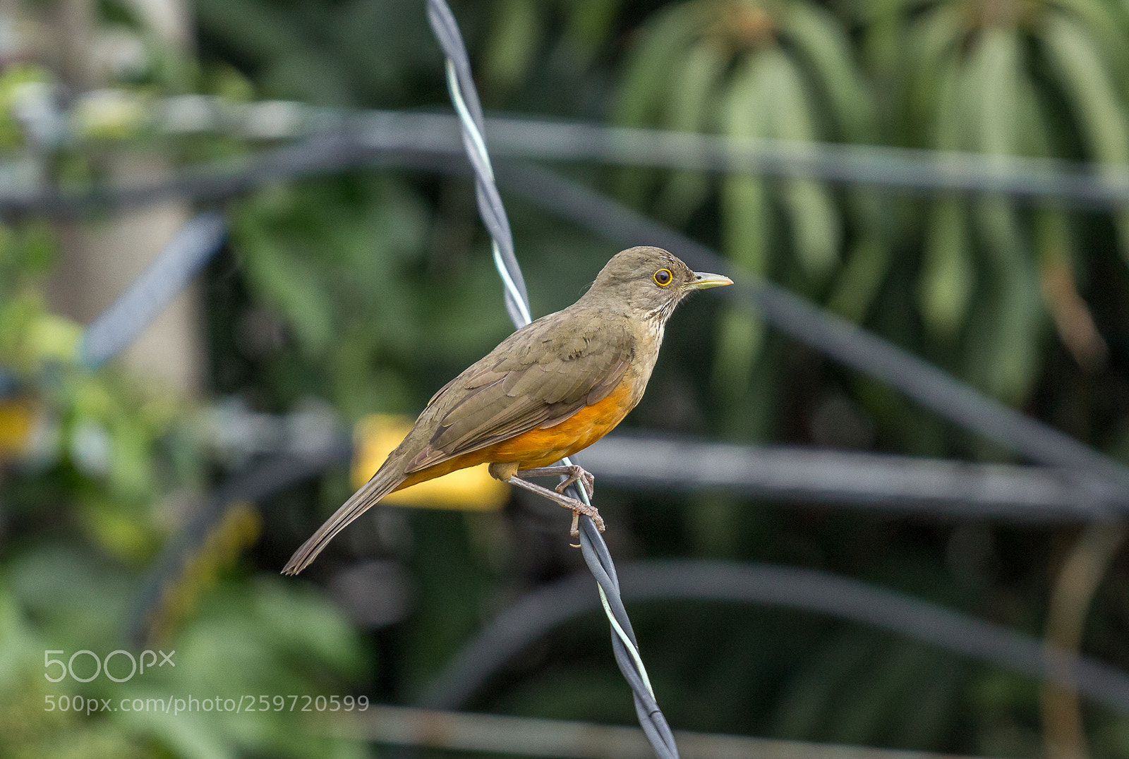 Canon EOS 1200D (EOS Rebel T5 / EOS Kiss X70 / EOS Hi) sample photo. Rufous-bellied thrush (turdus rufiventris) photography