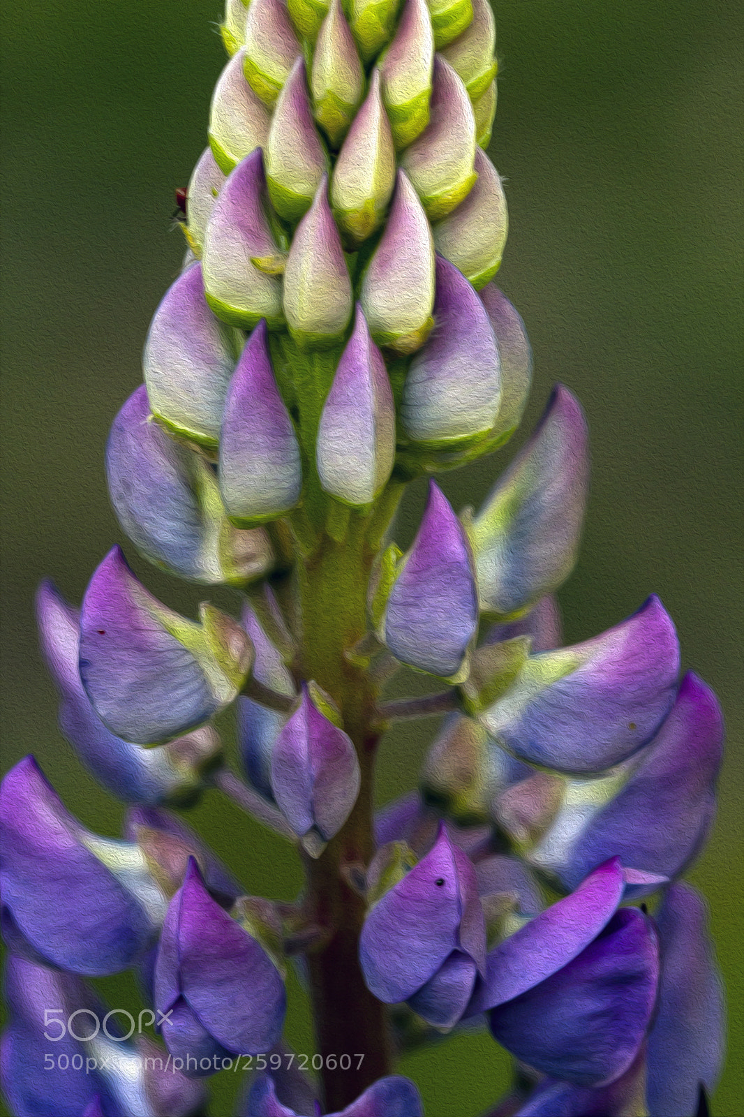 Canon EOS 7D sample photo. Lupinus 2 photography