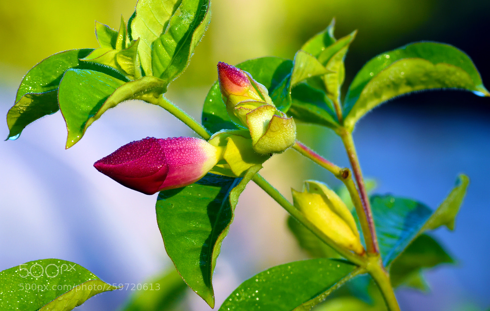 Nikon D7200 sample photo. Allamanda blanchetii photography