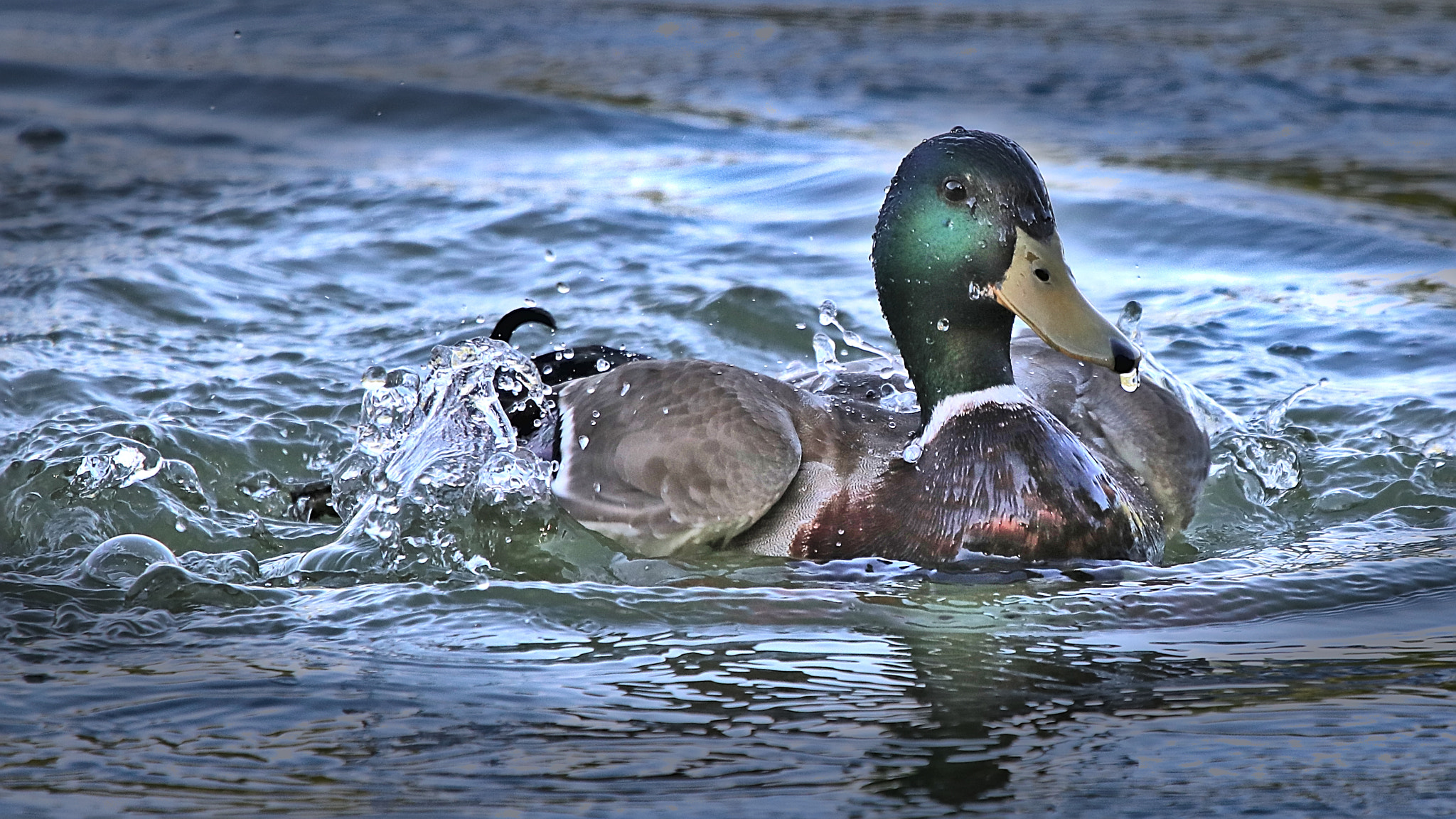 Sigma 150-600mm F5-6.3 DG OS HSM | C sample photo. Erpel photography