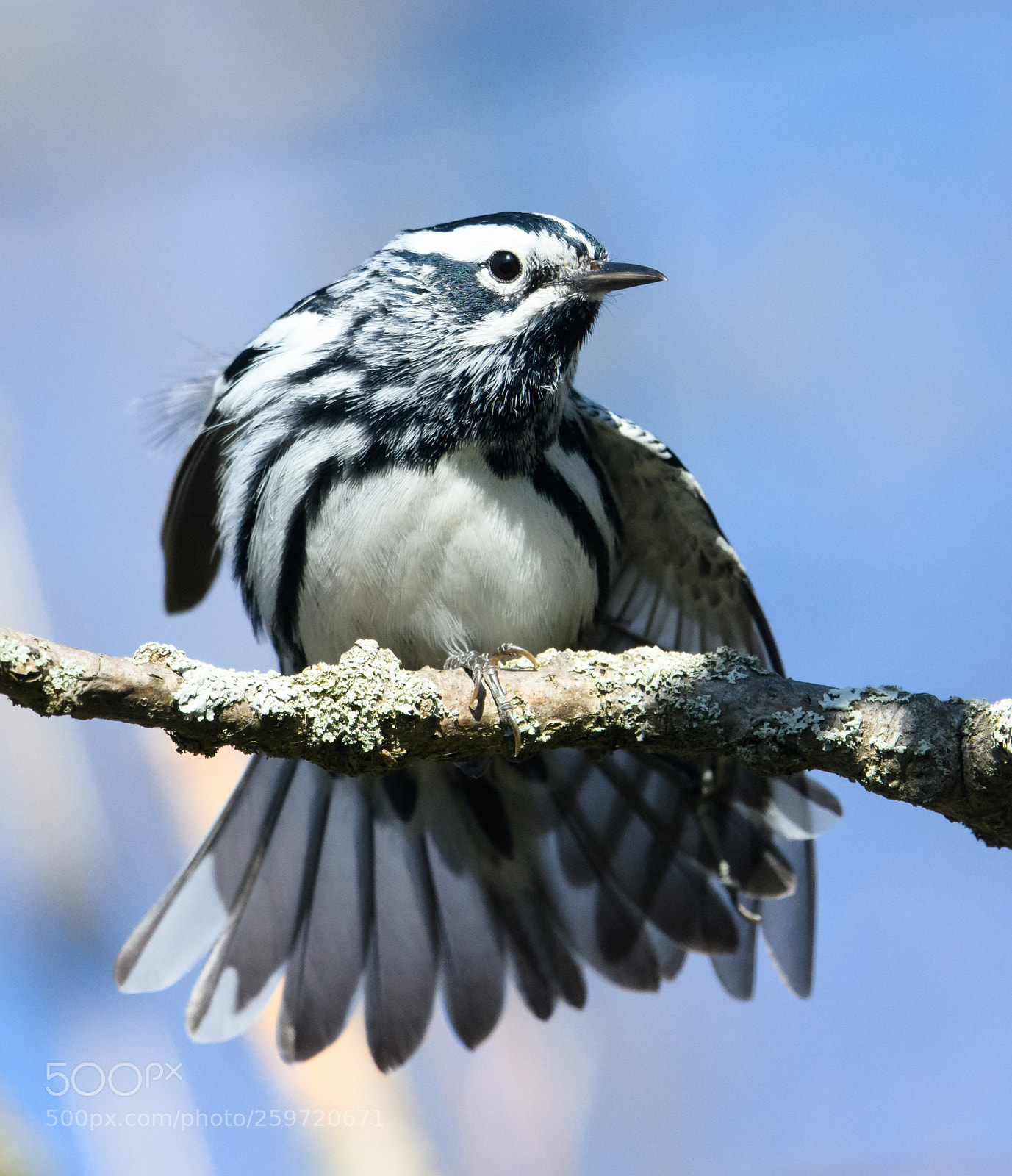 Nikon D850 sample photo. Black and white warbler photography