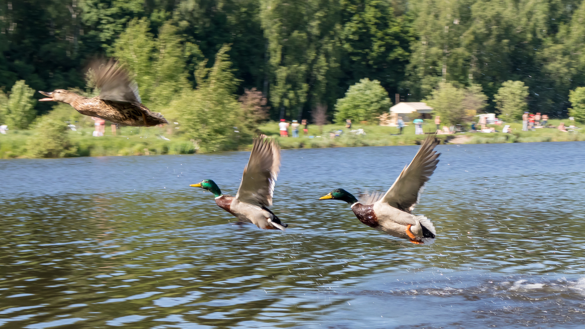 Canon EOS M6 sample photo. Ducks in the air  photography