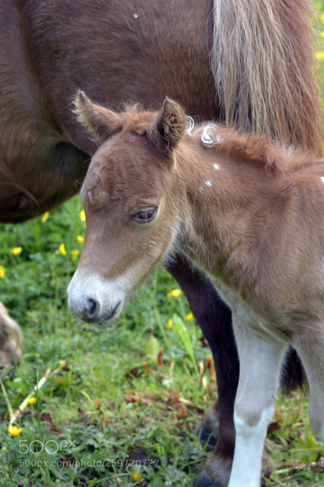 Nikon D7100 sample photo. Miniature foal photography