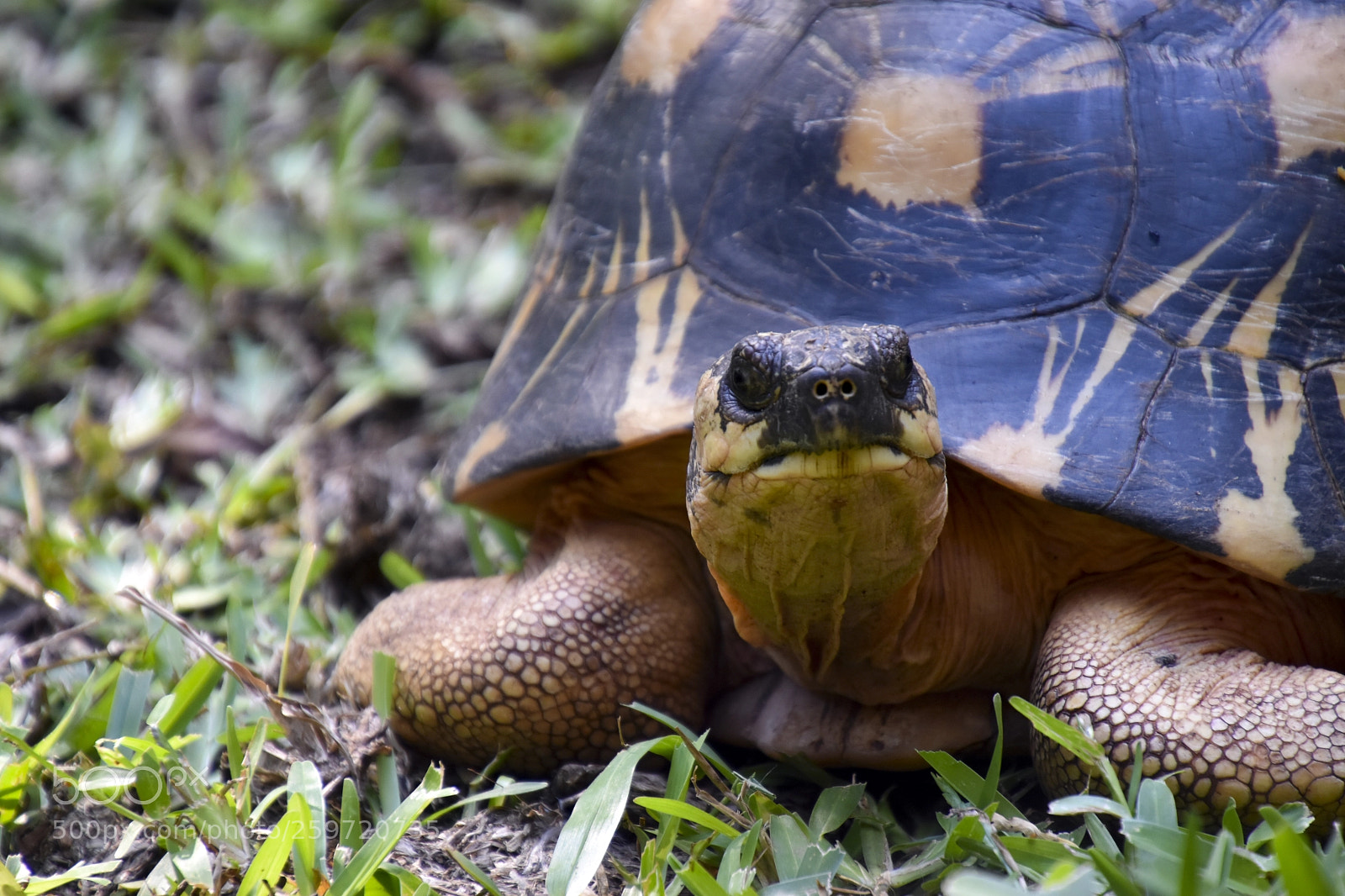 Nikon D5600 sample photo. Tortoise photography