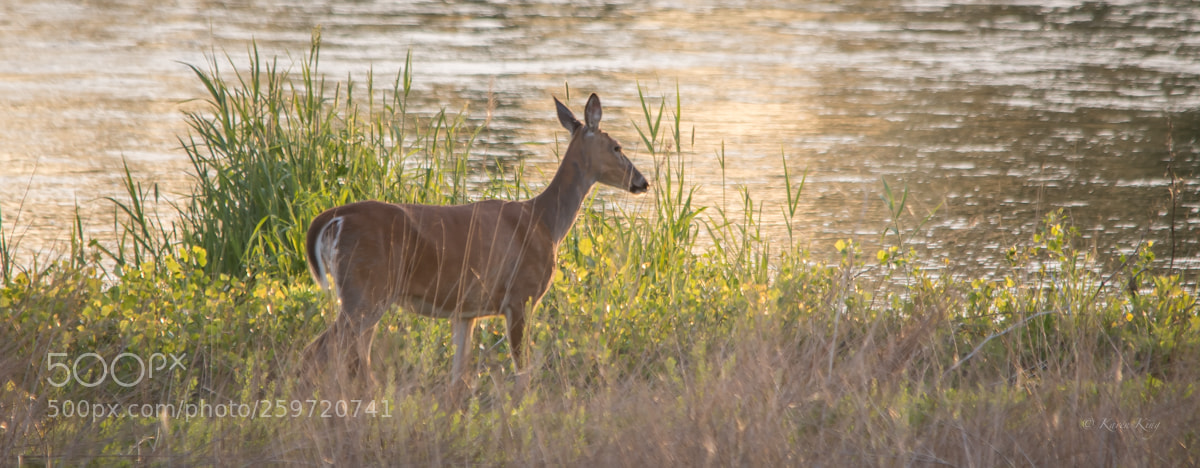 Nikon D500 sample photo. River deer photography