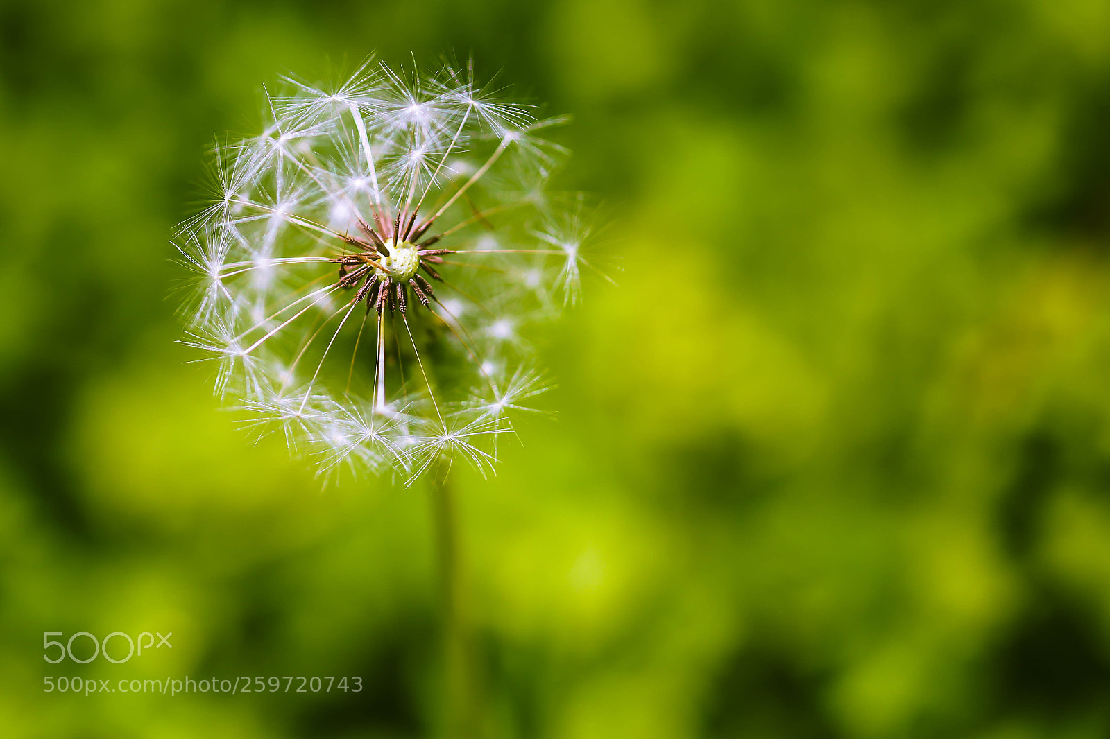 Canon EOS 6D sample photo. Dandelion weed photography