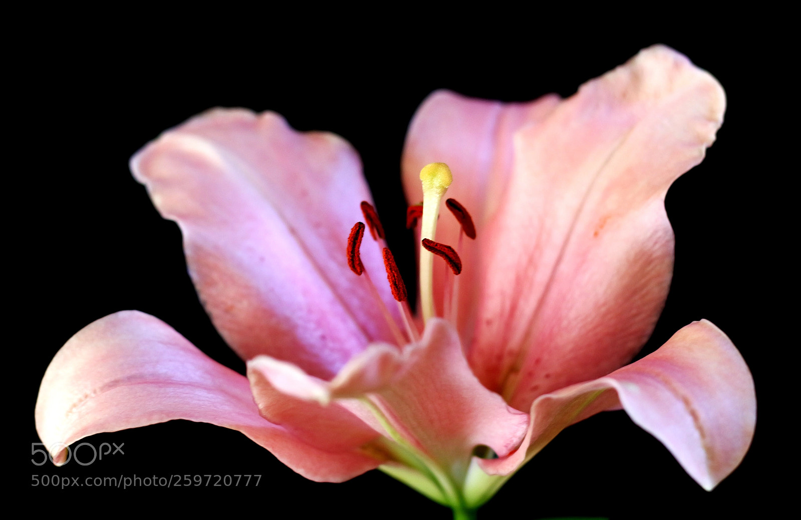 Canon EOS 7D Mark II sample photo. Pink lily photography
