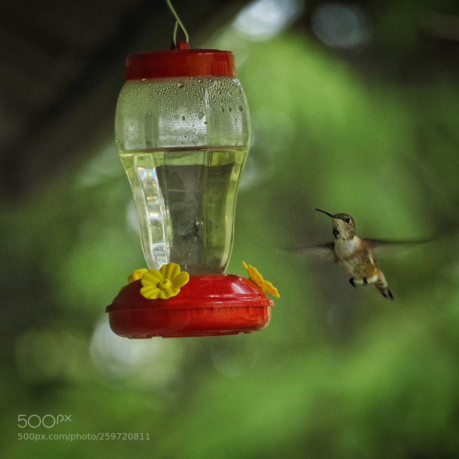 Olympus OM-D E-M5 II sample photo. Hummingbird eyeing a snack photography