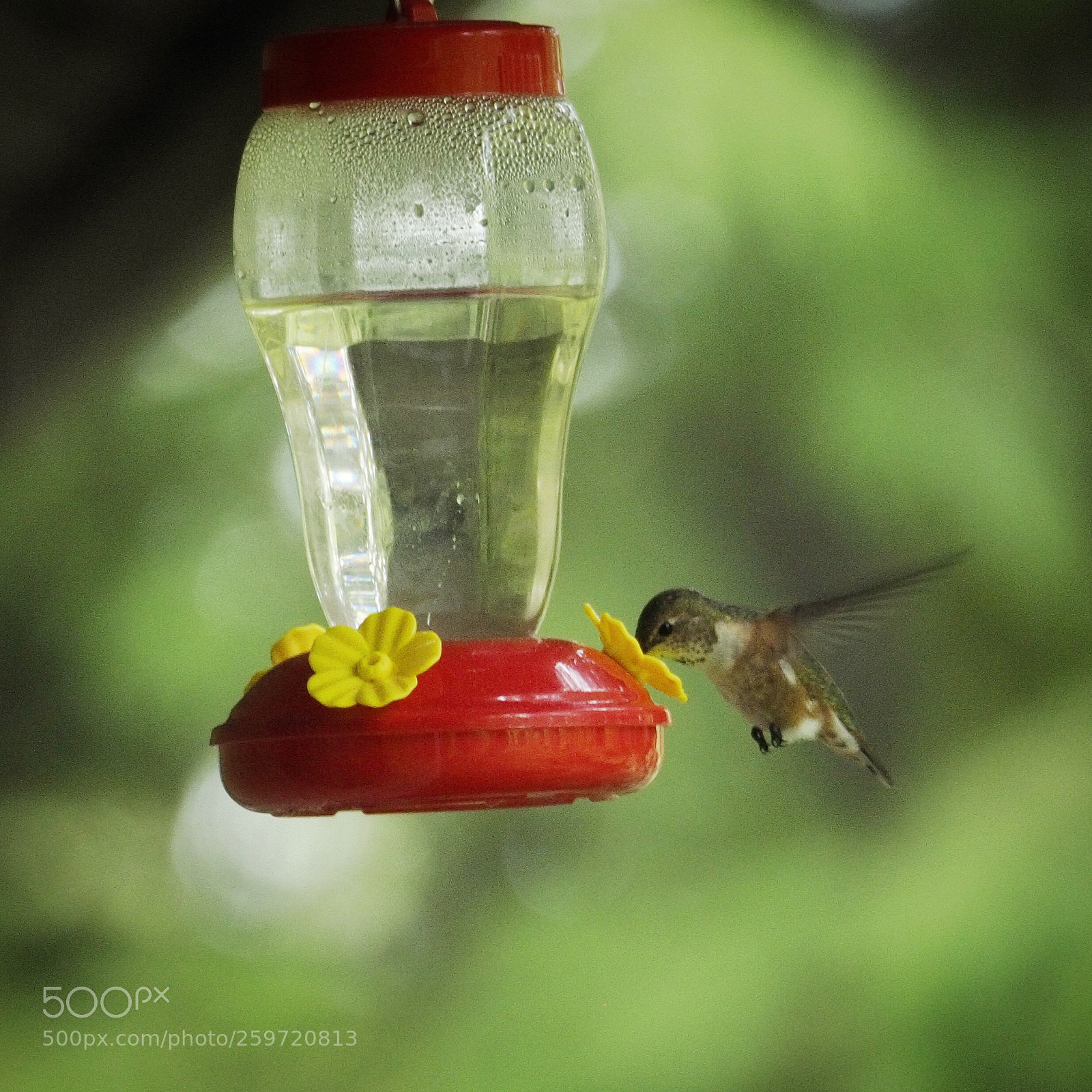Olympus OM-D E-M5 II sample photo. Hummingbird feeder guest photography