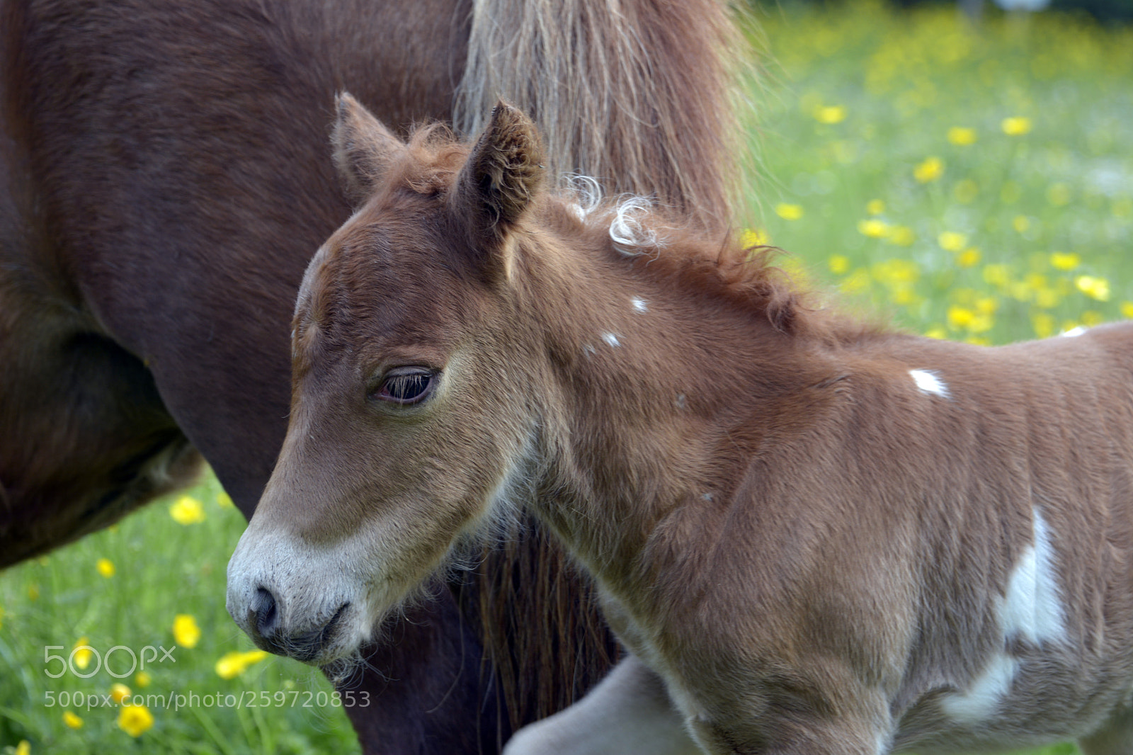 Nikon D7100 sample photo. Miniature foal photography