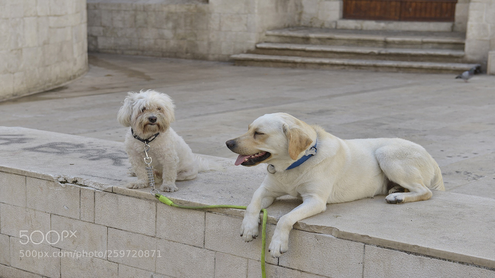 Nikon D800E sample photo. Dogs are watching photography