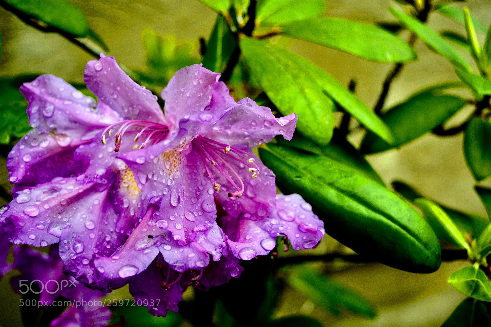 Nikon D7100 sample photo. Untitled photography