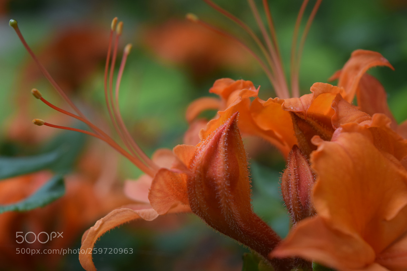 Nikon D3300 sample photo. Orange flower at longwood photography