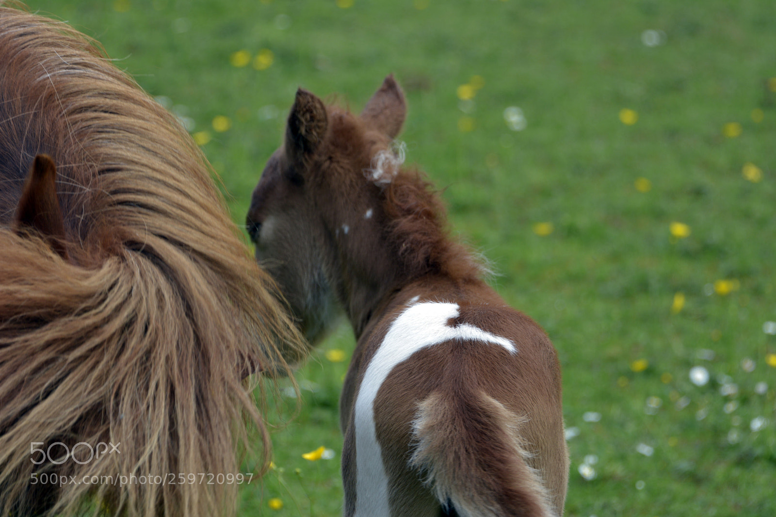 Nikon D7100 sample photo. Miniature foal photography