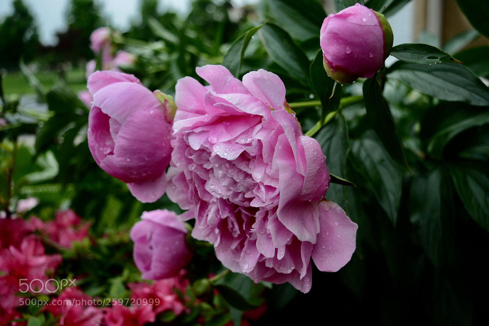 Nikon D7100 sample photo. Untitled photography