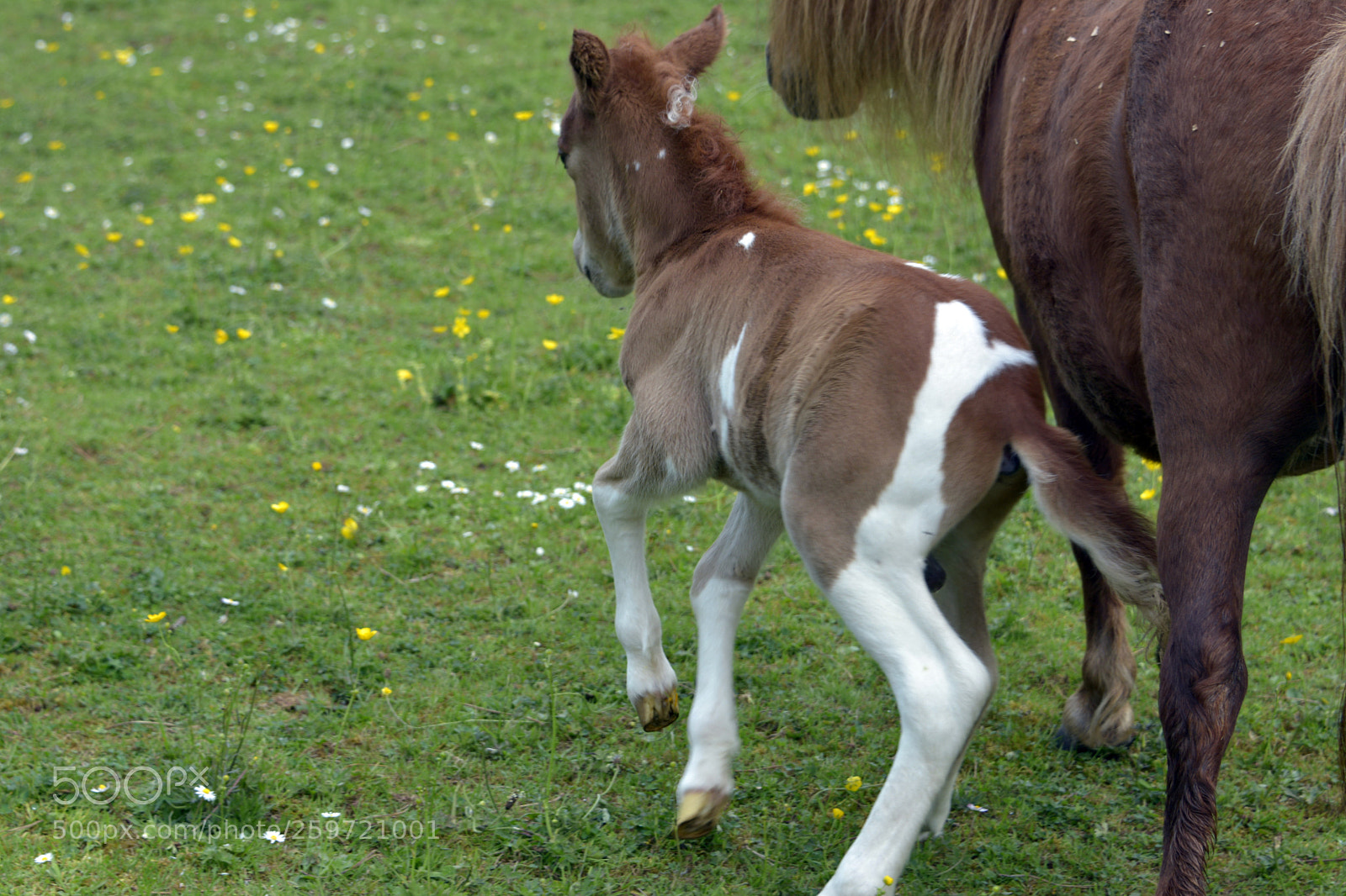 Nikon D7100 sample photo. Miniature foal photography