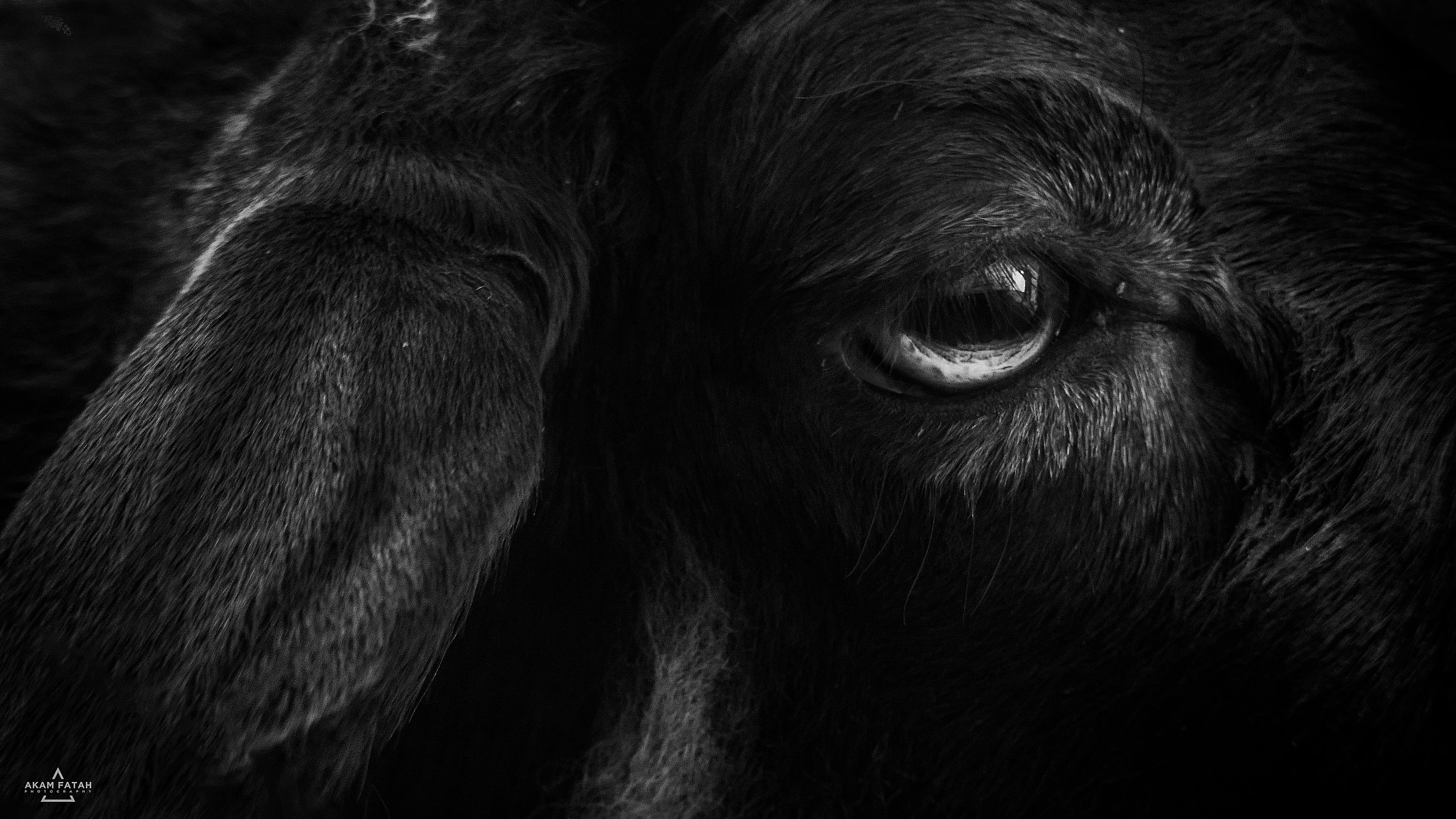 Sony Xperia Z2 sample photo. Sheep black and white af photography