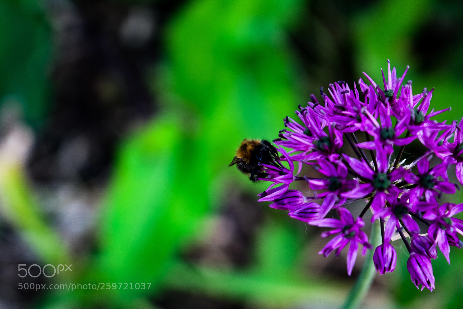 Canon EOS 750D (EOS Rebel T6i / EOS Kiss X8i) sample photo. Updated bee and flower photography