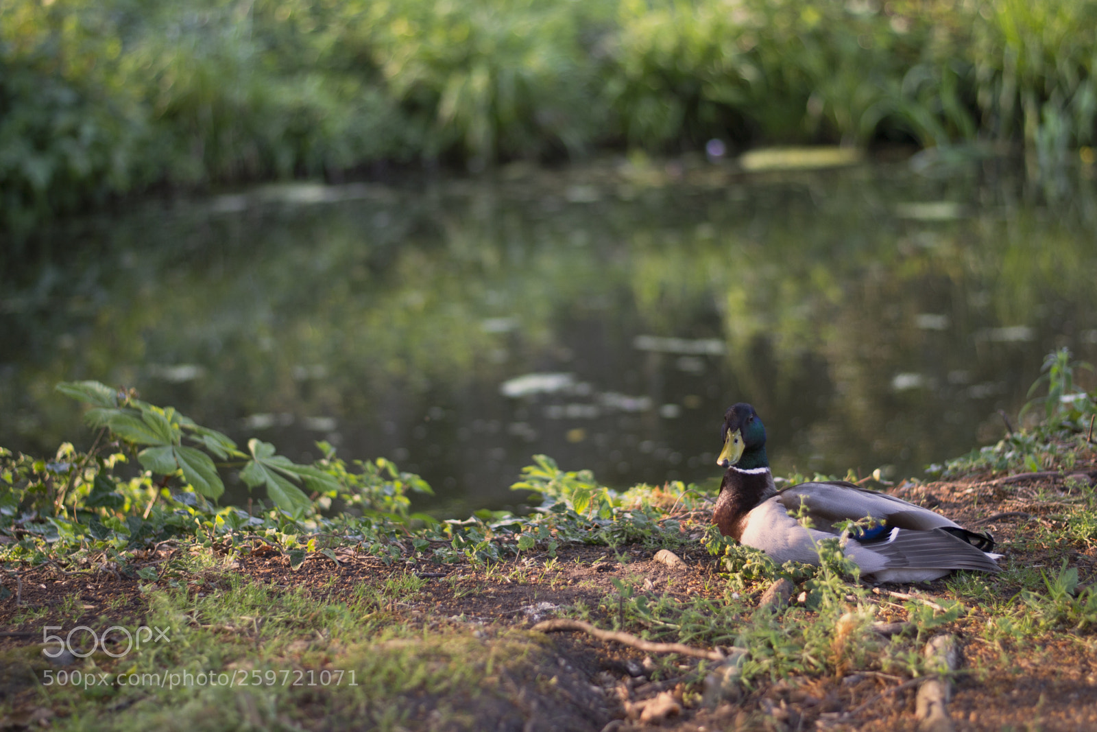 Nikon D3100 sample photo. Mallard duck photography