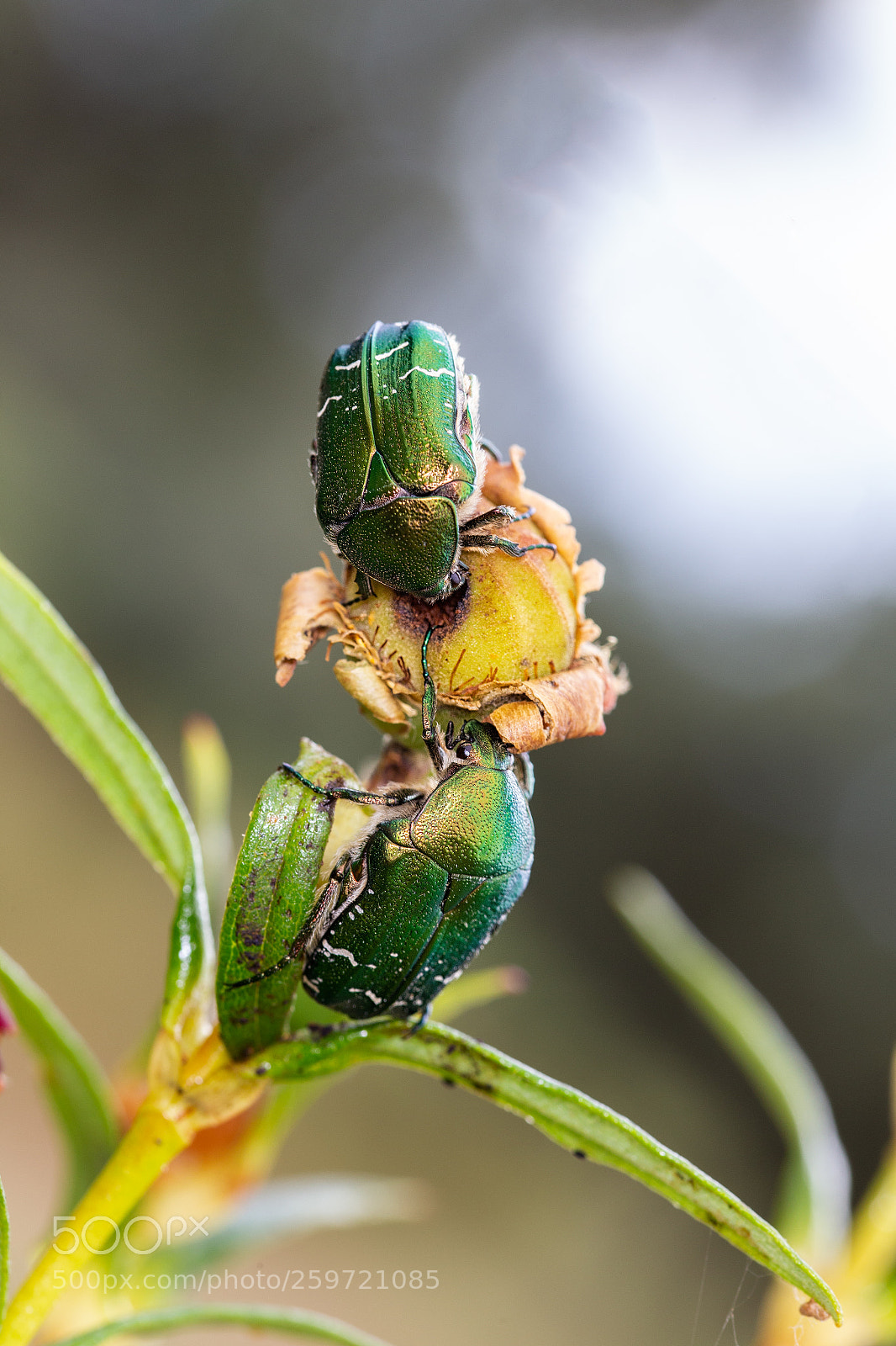 Canon EOS 6D sample photo. Cetonia aurata  260518-3890 photography