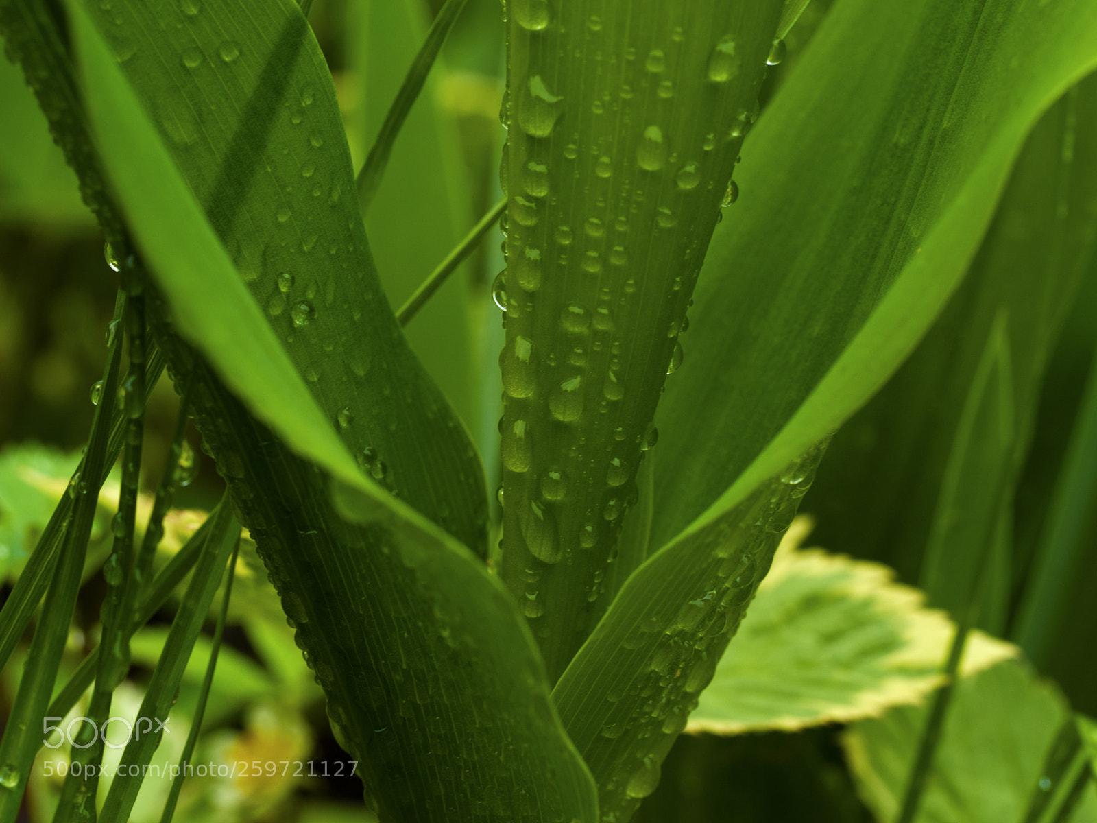 Olympus OM-D E-M5 II sample photo. Du c t des photography