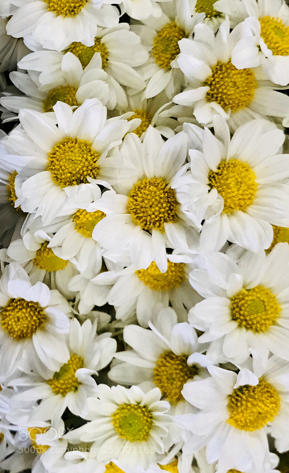 Apple iPhone 7 Plus sample photo. Daisy  photography