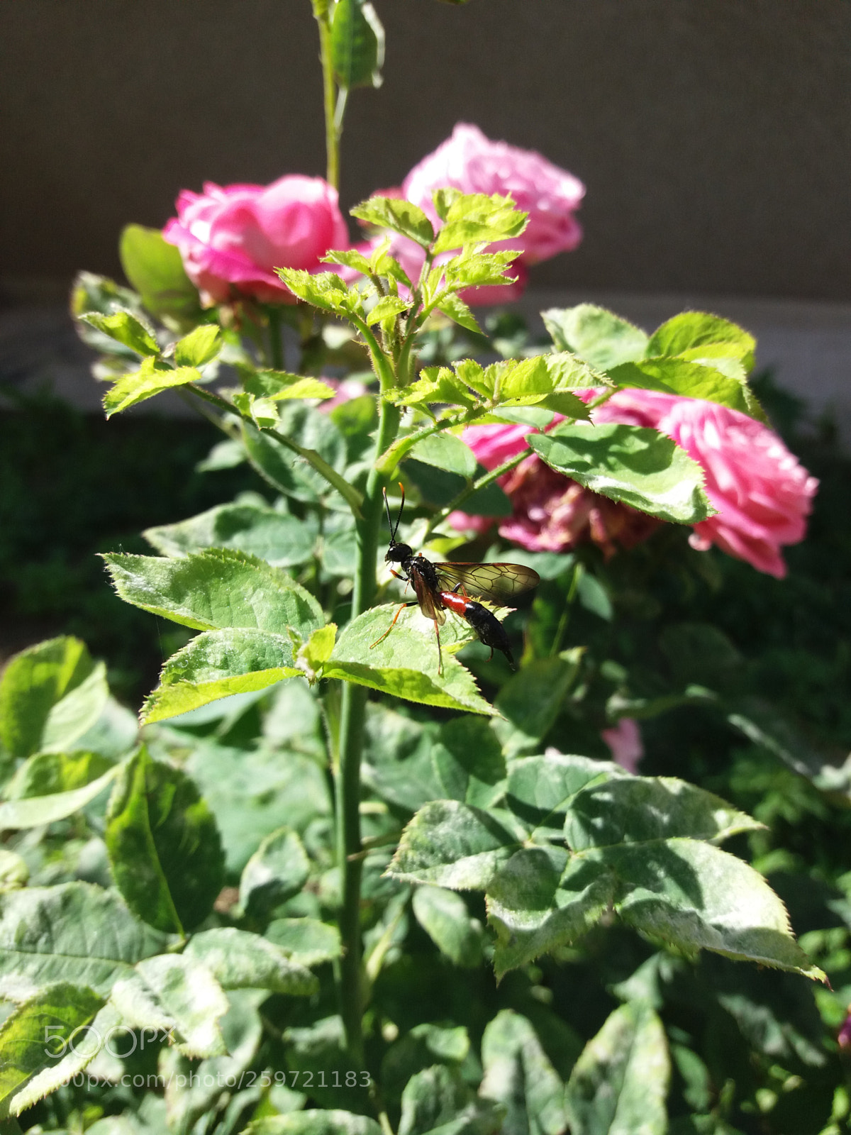 Samsung Galaxy J5 sample photo. Untitled photography
