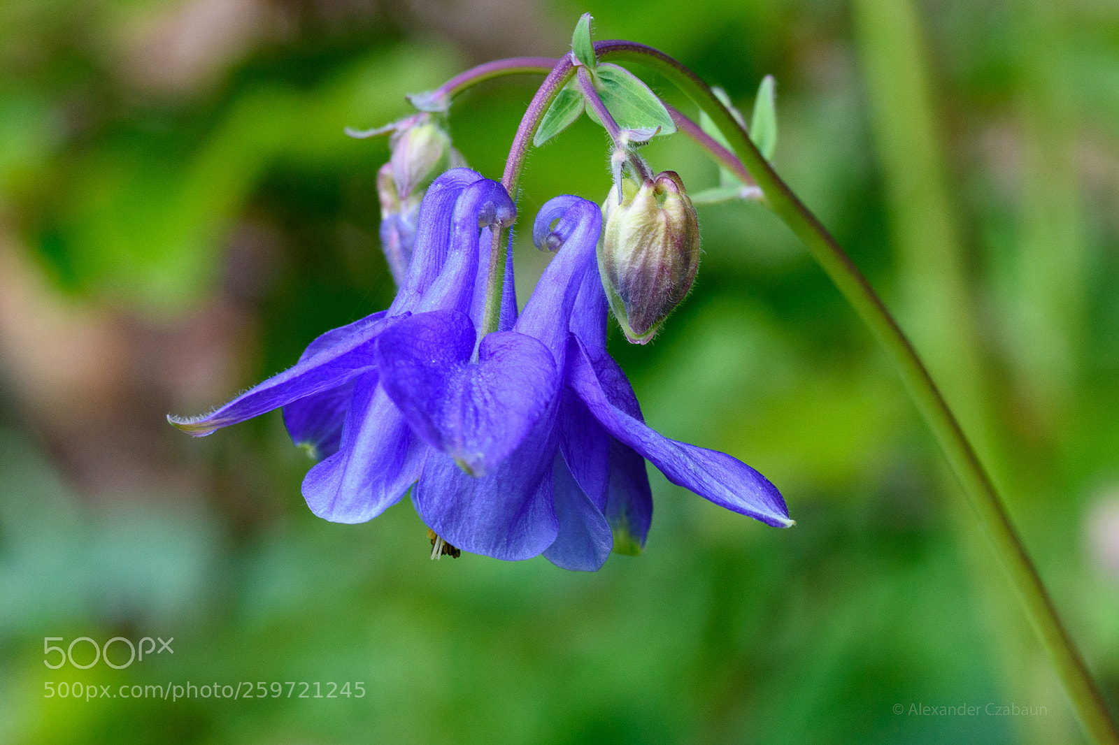 Nikon D5500 sample photo. Columbine photography