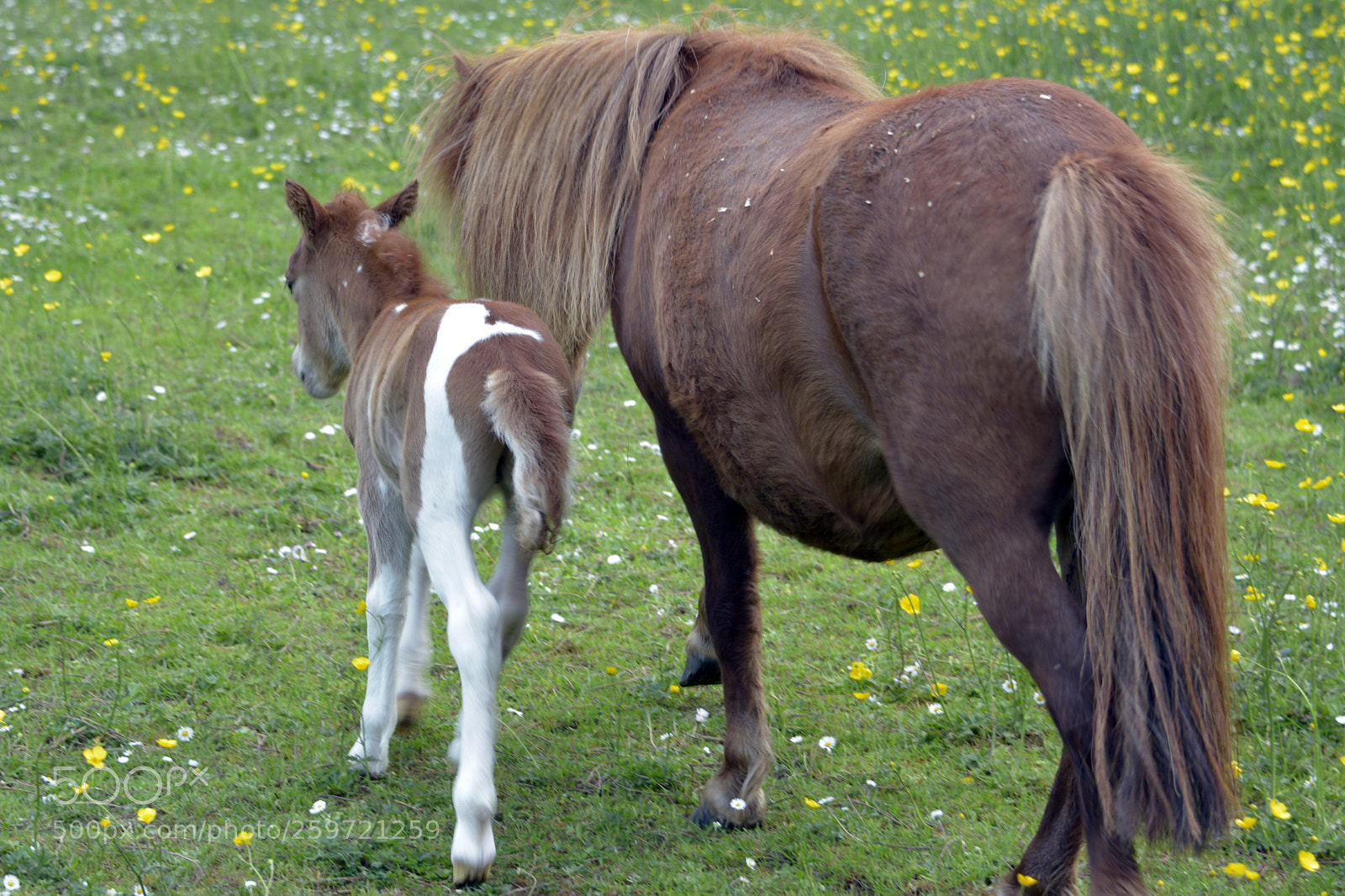 Nikon D7100 sample photo. Miniature foal photography