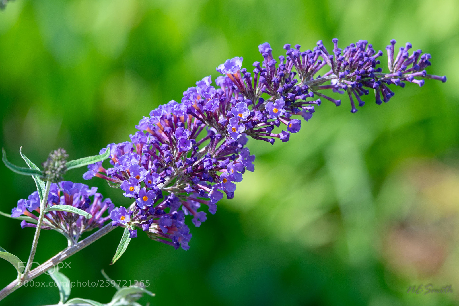 Nikon D610 sample photo. The butterfly bush is photography