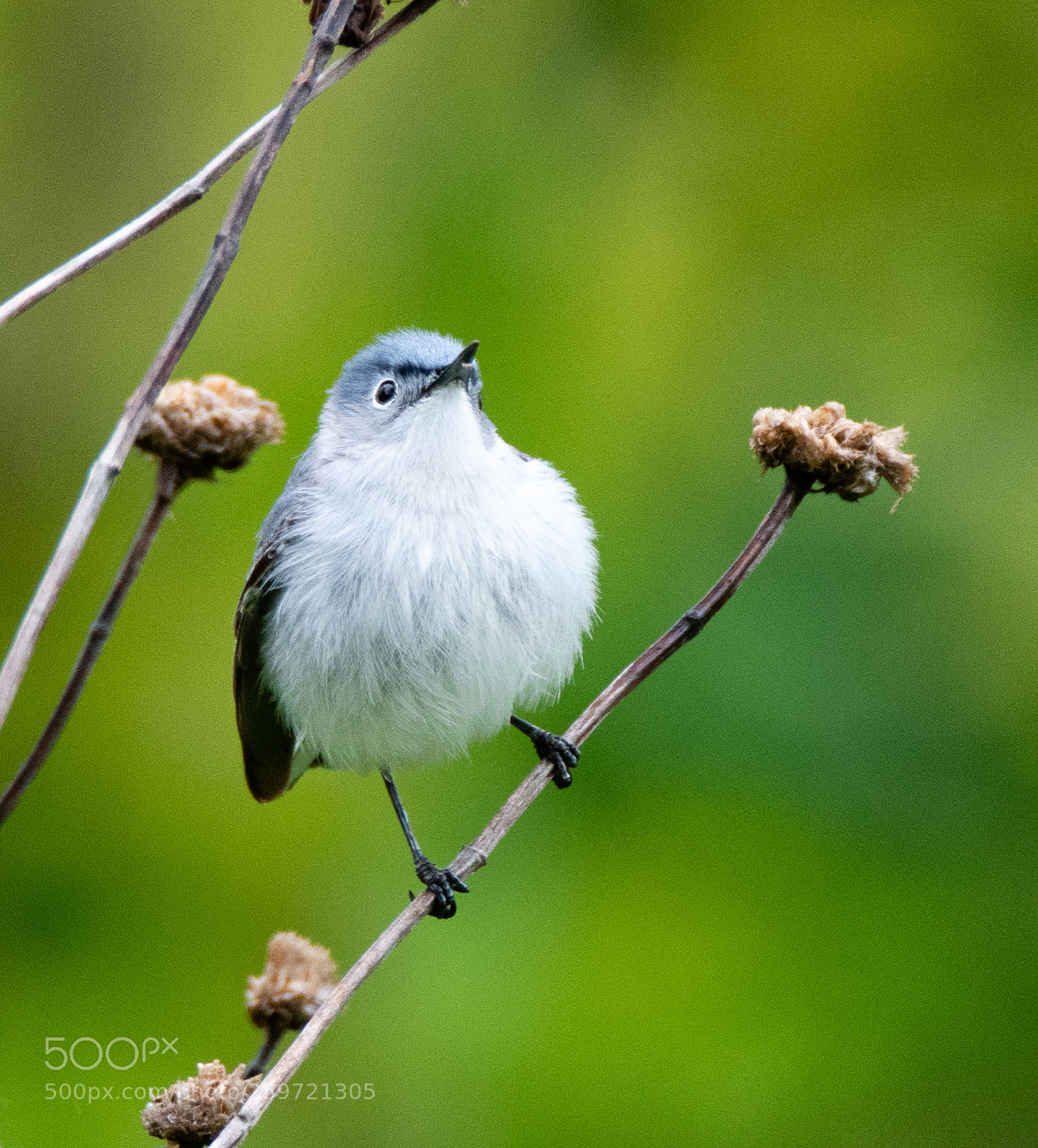 Nikon D850 sample photo. Blue-grey gnatcatcher photography