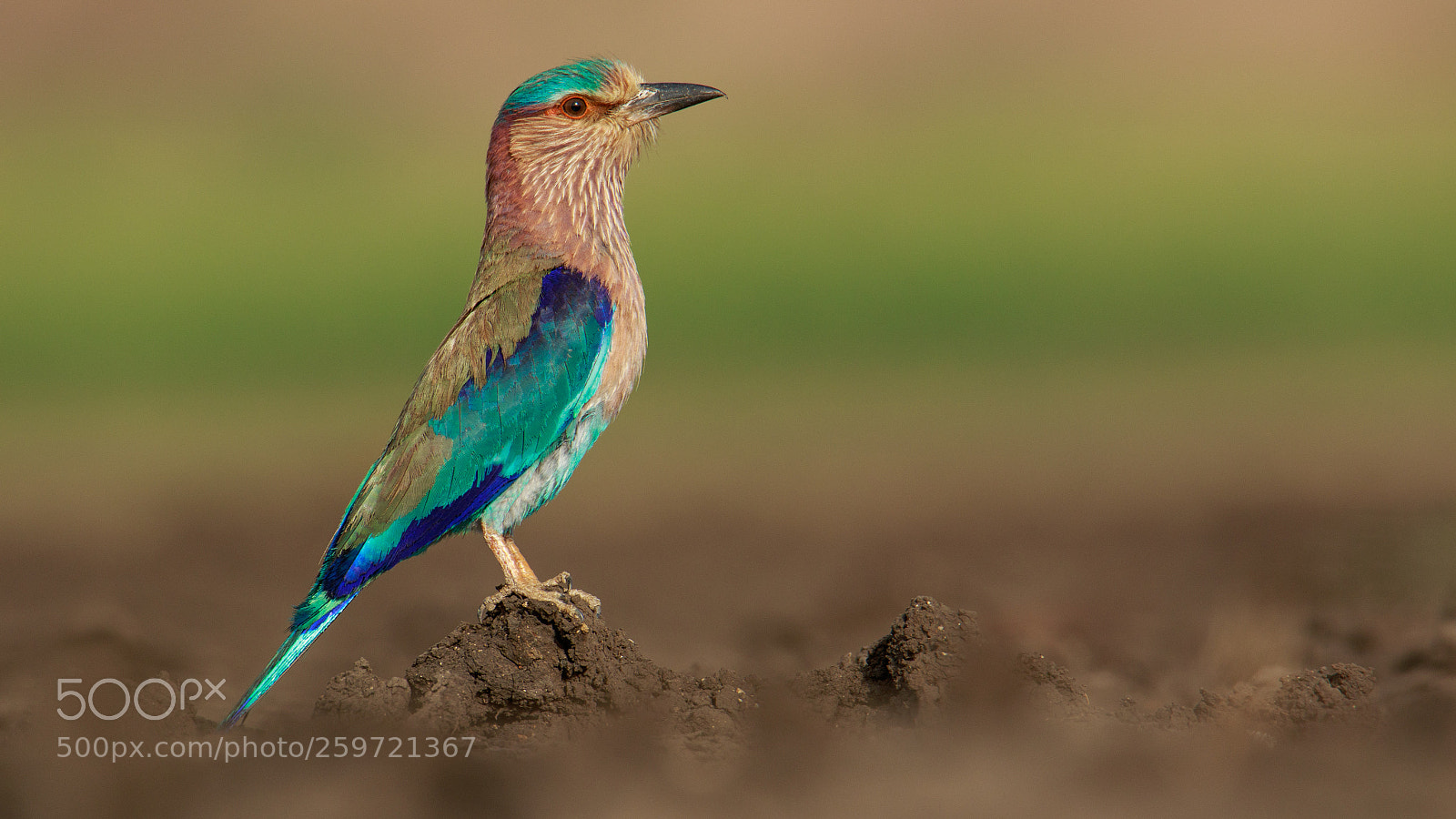 Canon EOS 7D Mark II sample photo. Indian roller photography