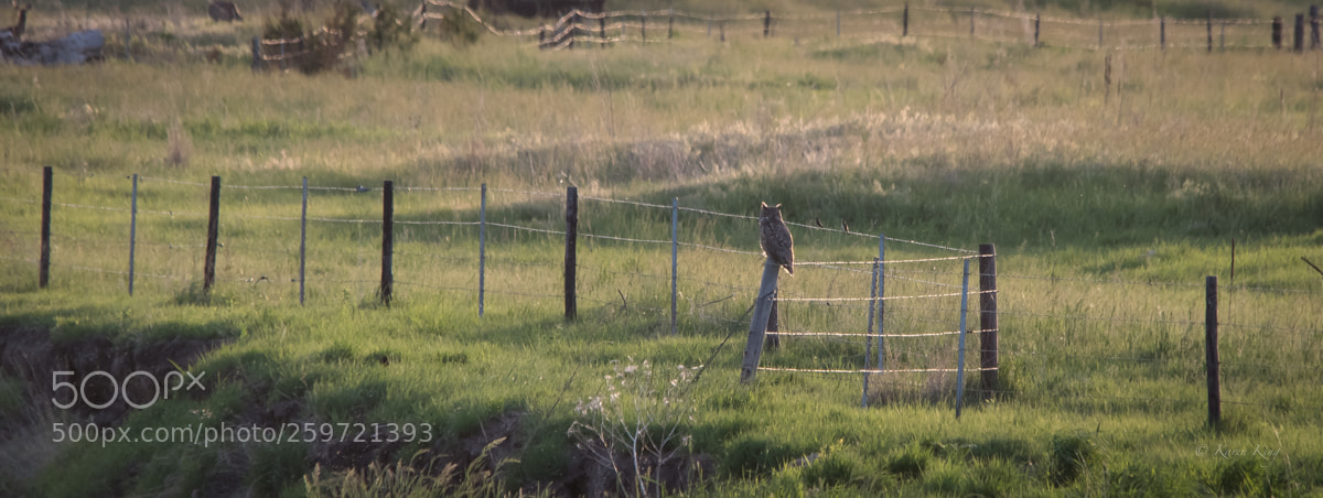 Nikon D500 sample photo. Owl and friends photography